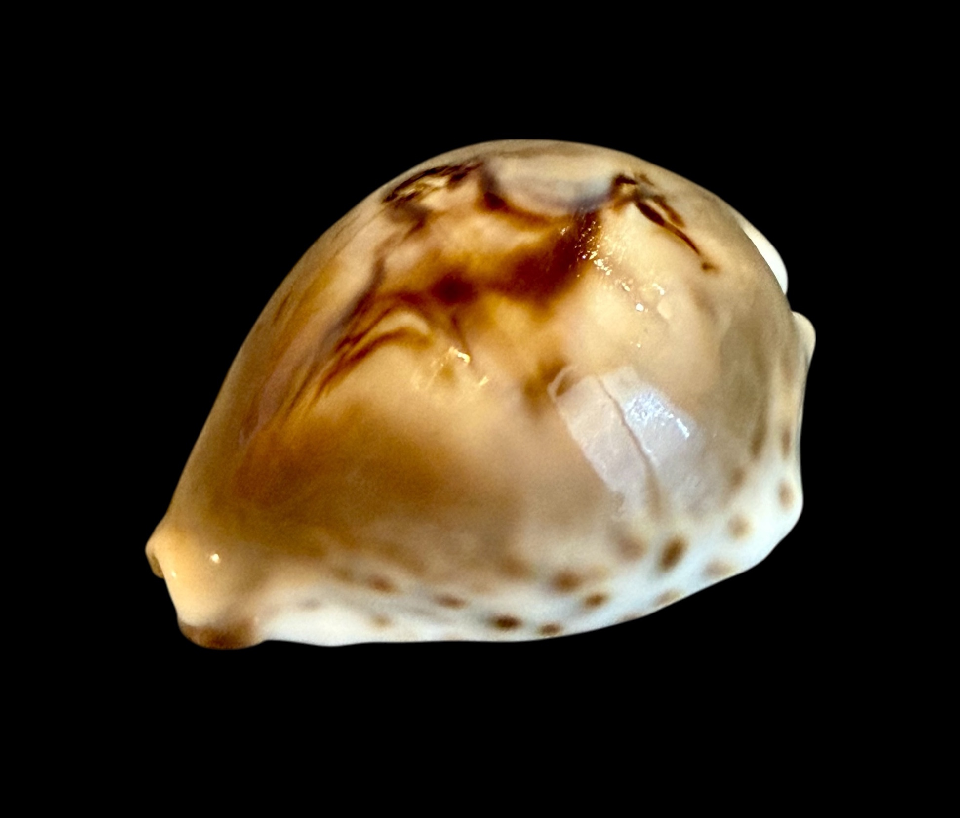 BC185 Barycypraea fultoni massieri f. amorimi - TOP SHELL - Image 3