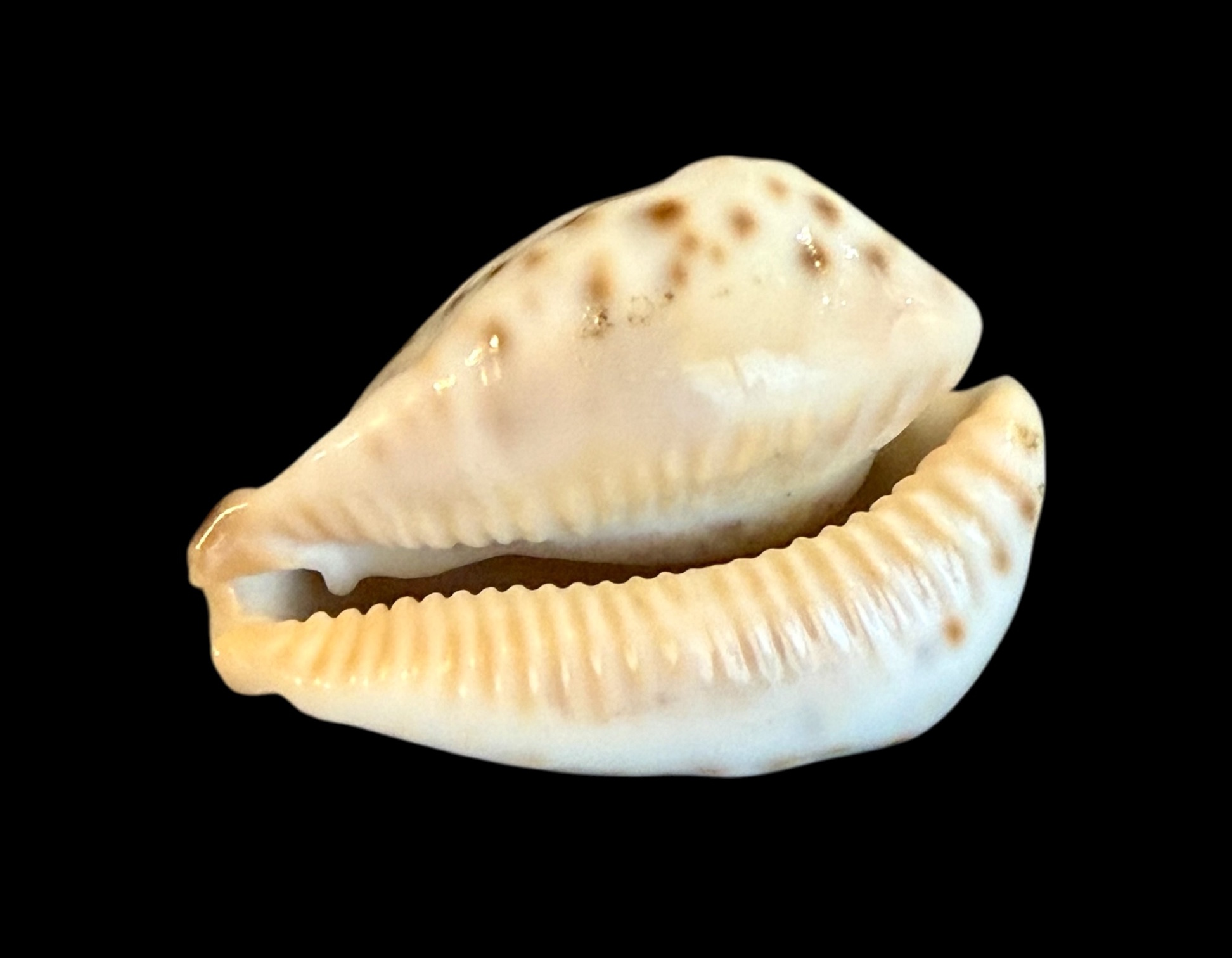 BC185 Barycypraea fultoni massieri f. amorimi - TOP SHELL - Image 4