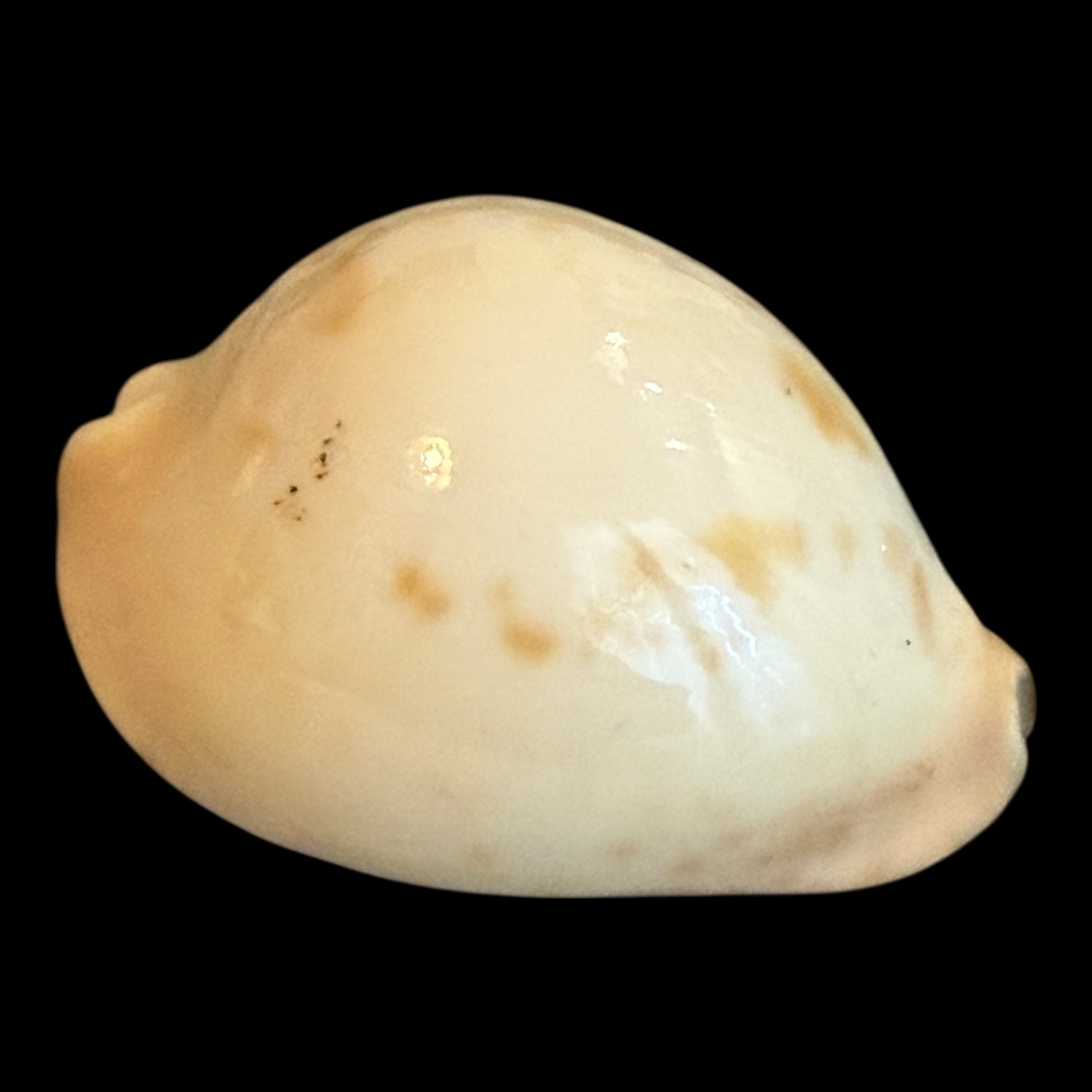 BC186 Zoila venusta bakeri variation - Image 2