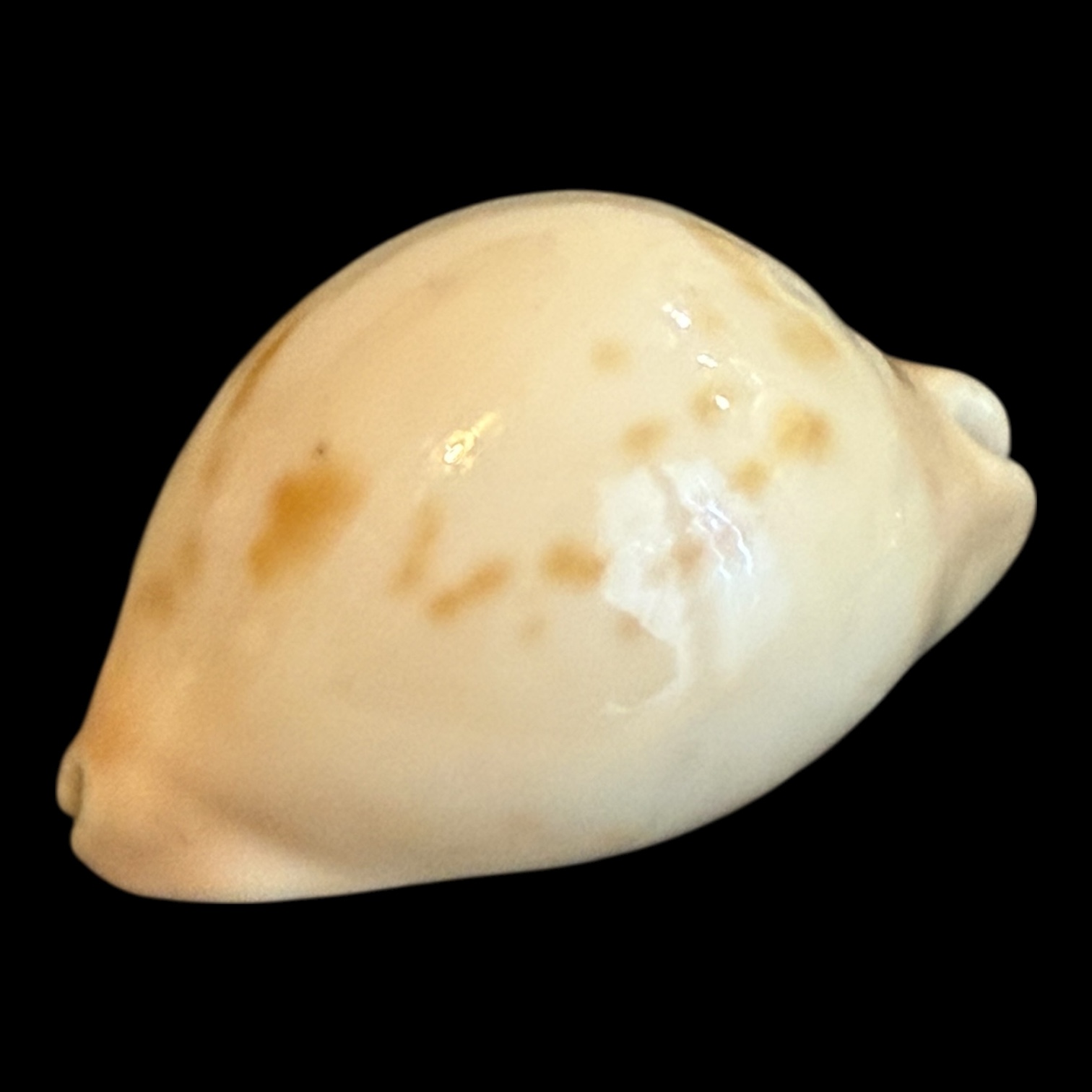 BC186 Zoila venusta bakeri variation - Image 3