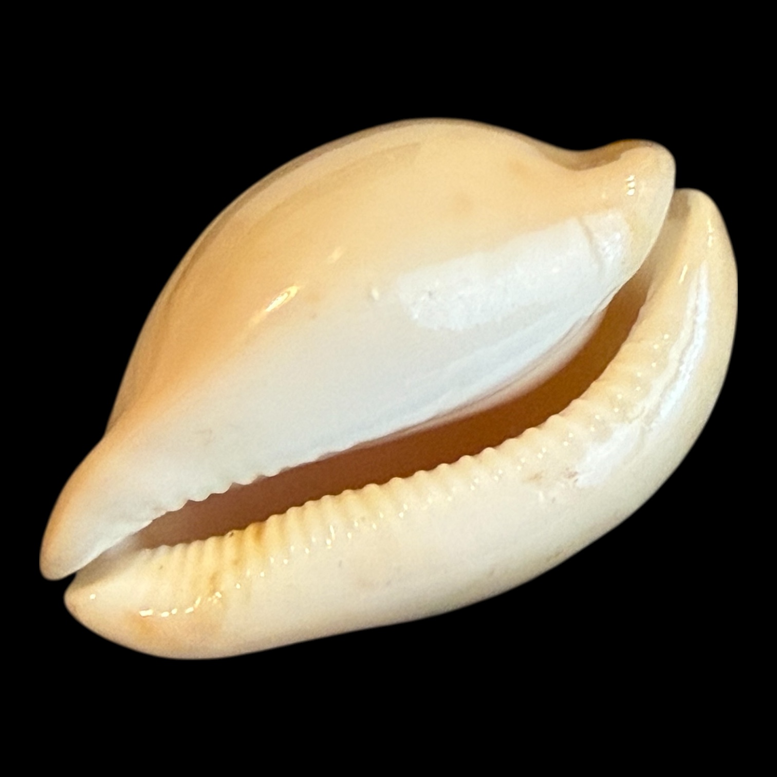 BC186 Zoila venusta bakeri variation - Image 4