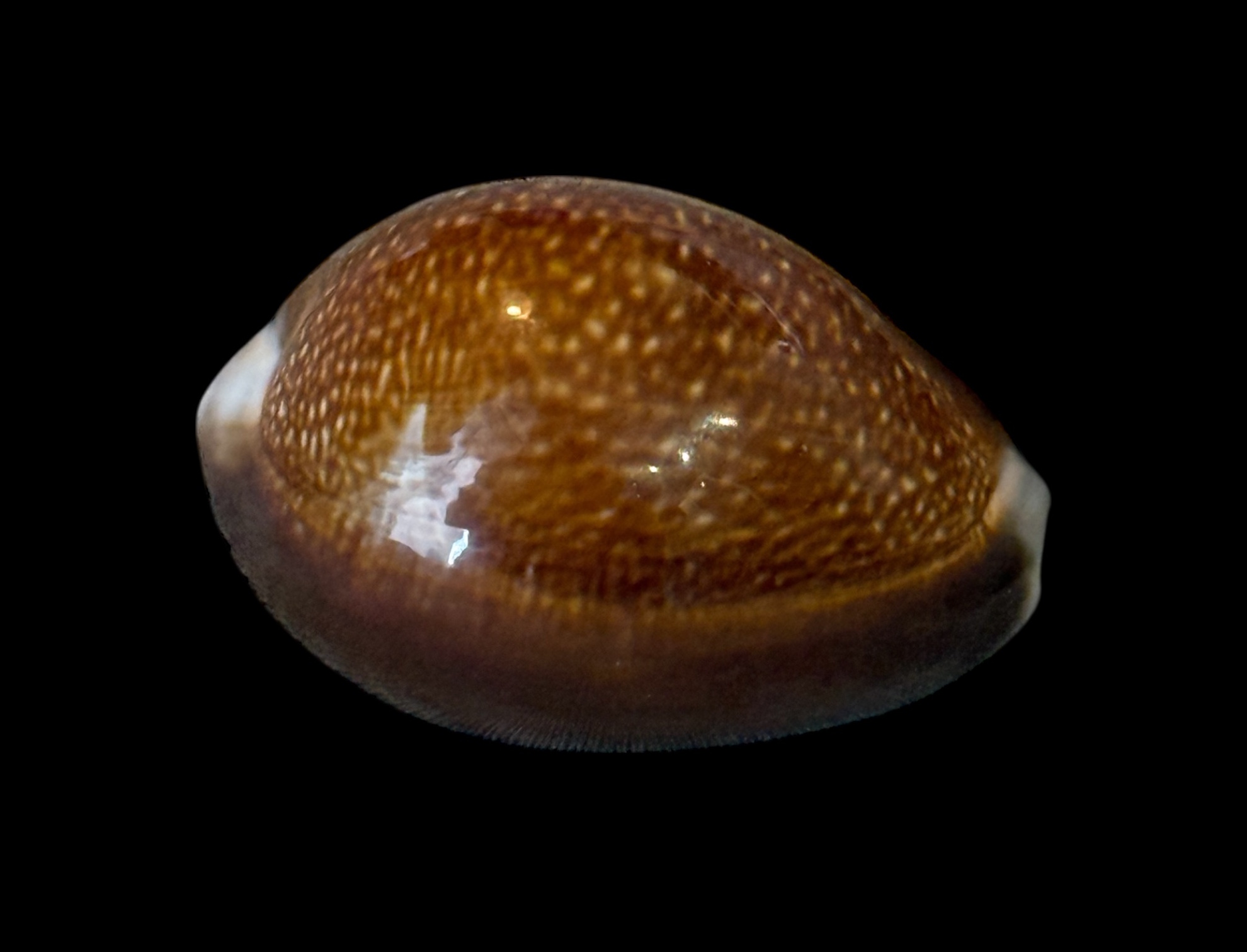 BC190 Monetaria caputdraconis - XL SIZE - Image 2