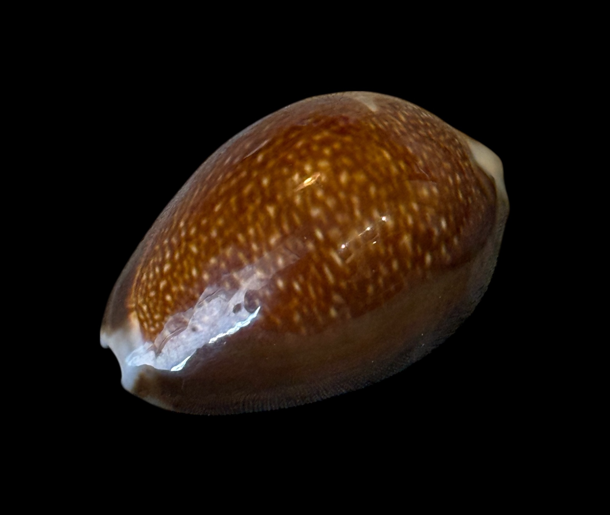 BC190 Monetaria caputdraconis - XL SIZE - Image 3