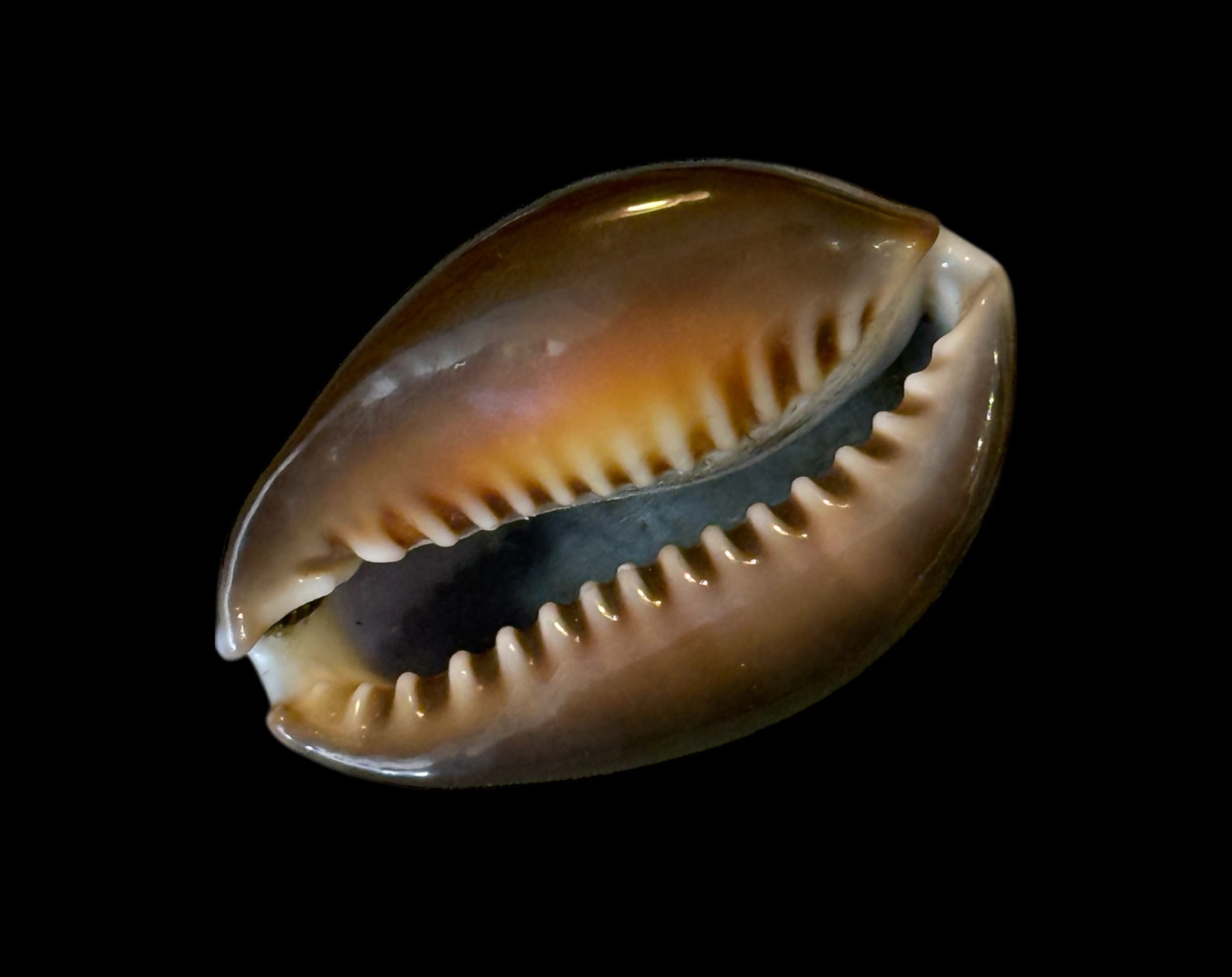 BC190 Monetaria caputdraconis - XL SIZE - Image 4