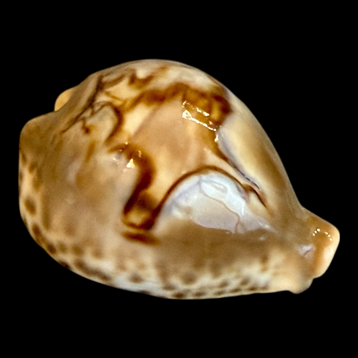 BC192 Barycypraea fultoni massieri NICE! - Image 2