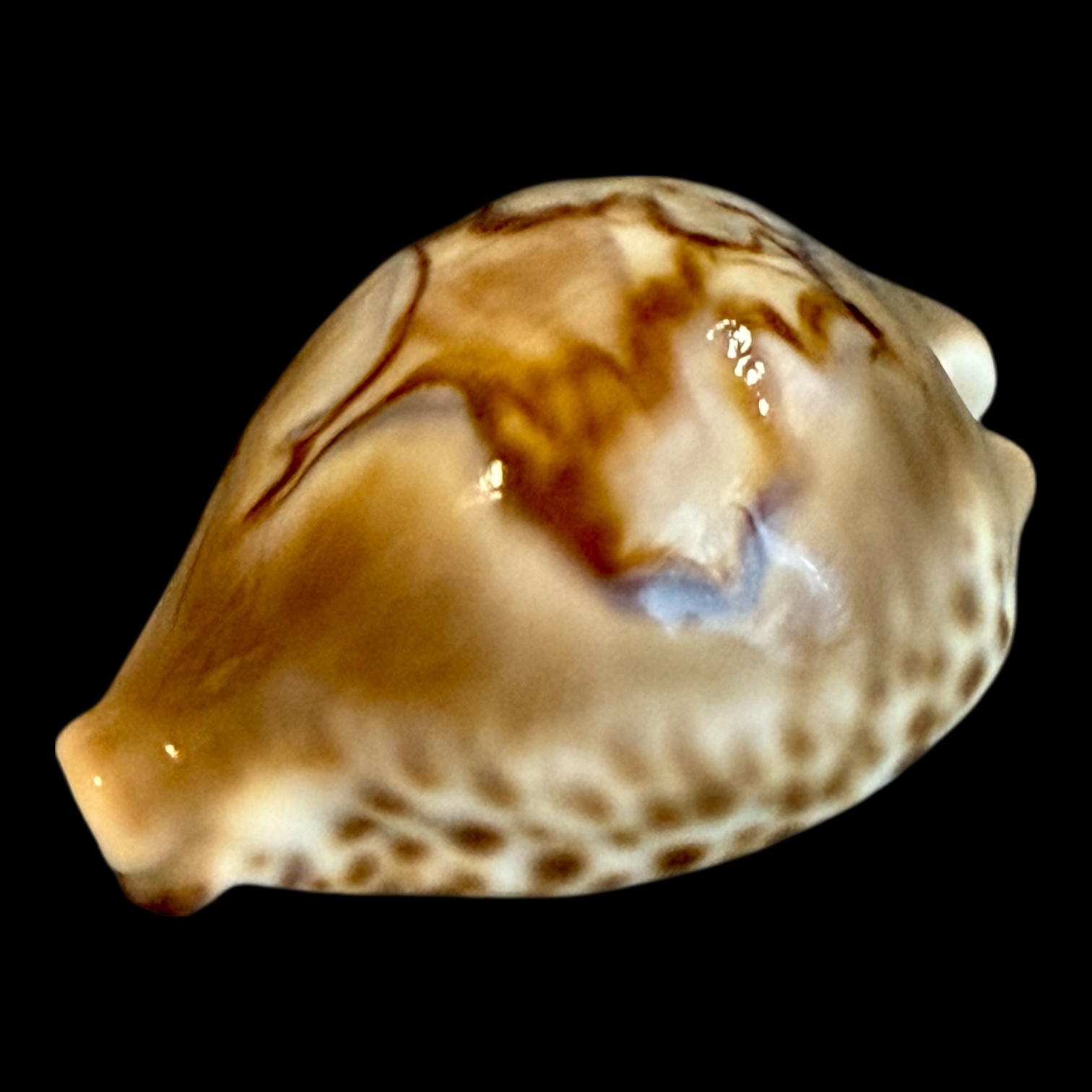 BC192 Barycypraea fultoni massieri NICE! - Image 3