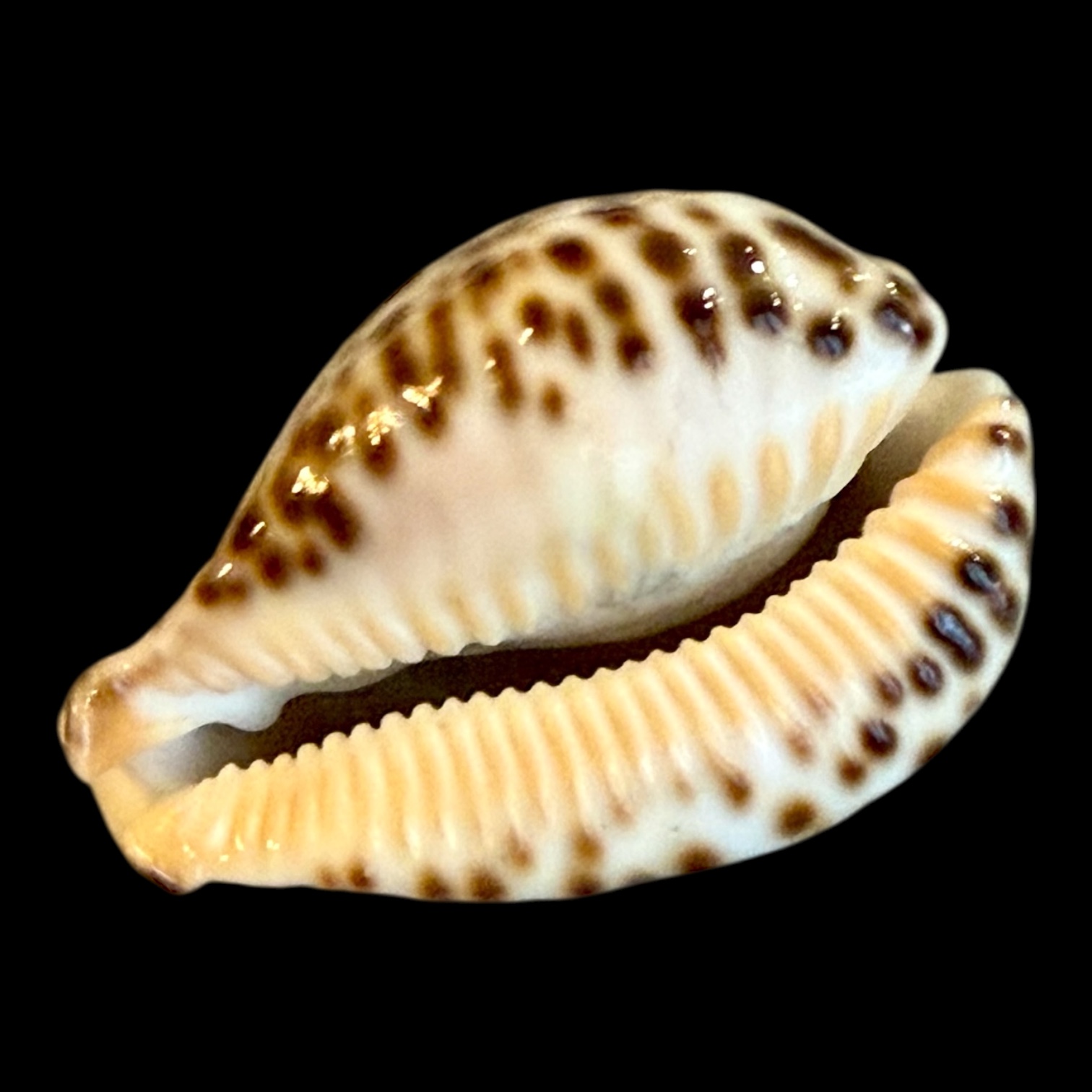 BC192 Barycypraea fultoni massieri NICE! - Image 4