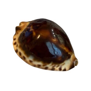 BC193 Zoila jeaniana - TAIWAN BOAT