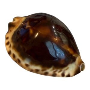 BC193 Zoila jeaniana DARK TOP