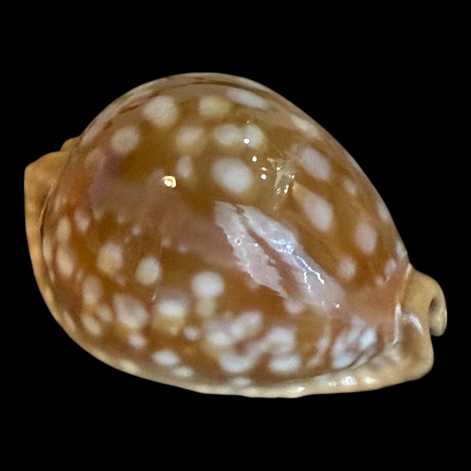 BC195 Callistocypraea leucodon - Image 2