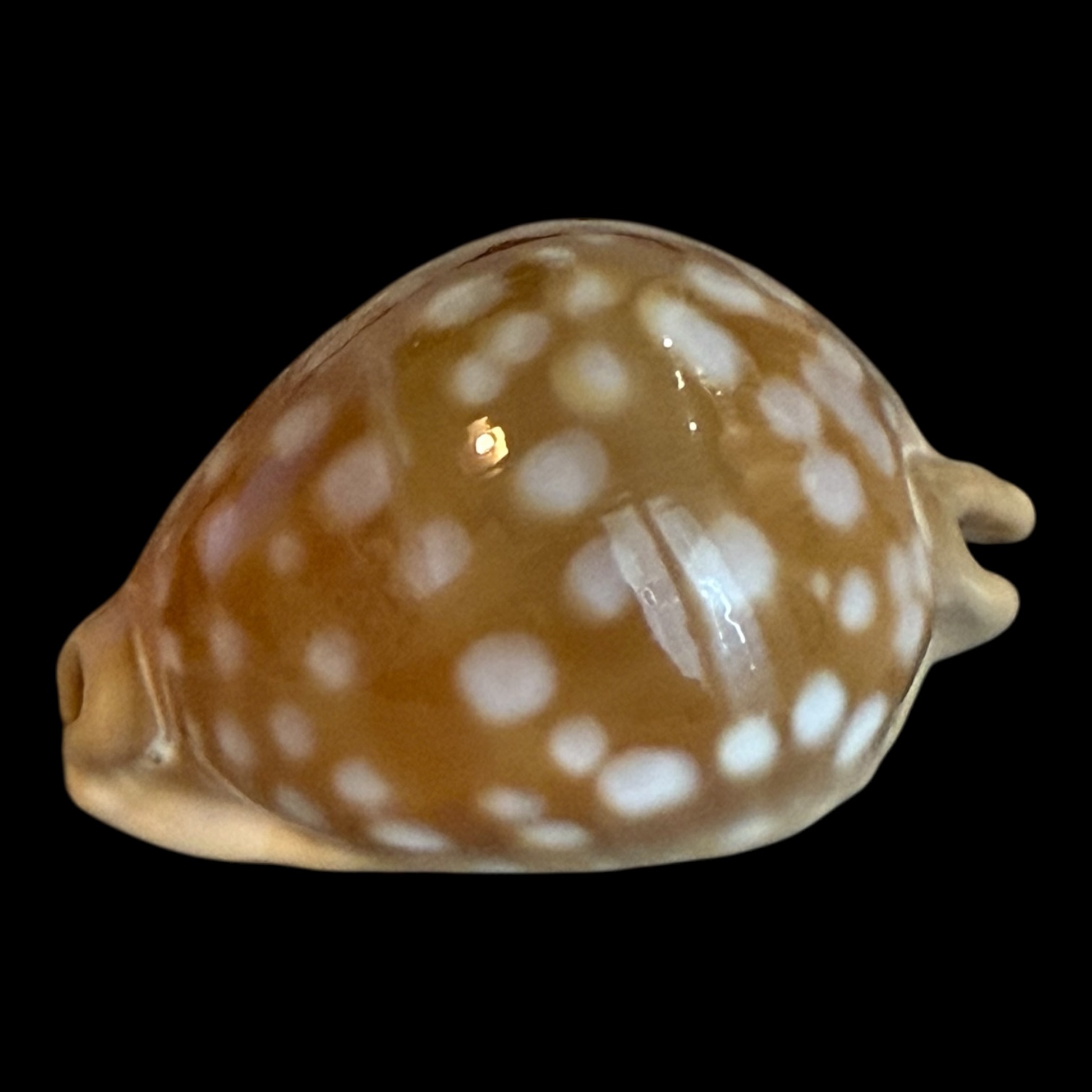 BC195 Callistocypraea leucodon - Image 3