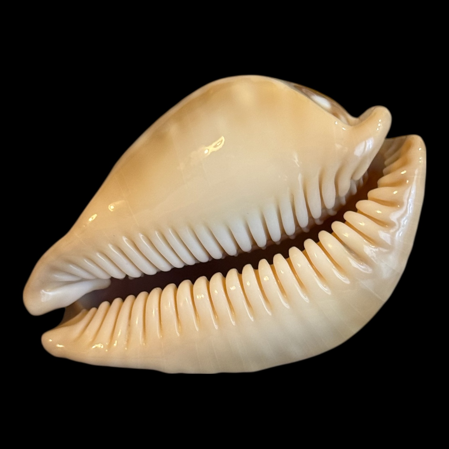 BC195 Callistocypraea leucodon - Image 4