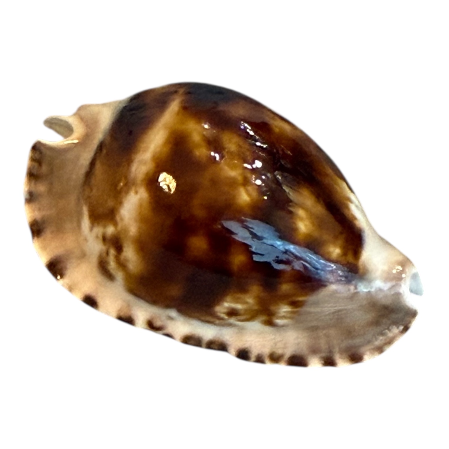 BC198 Zoila marginata f. consueta DARK - Image 2