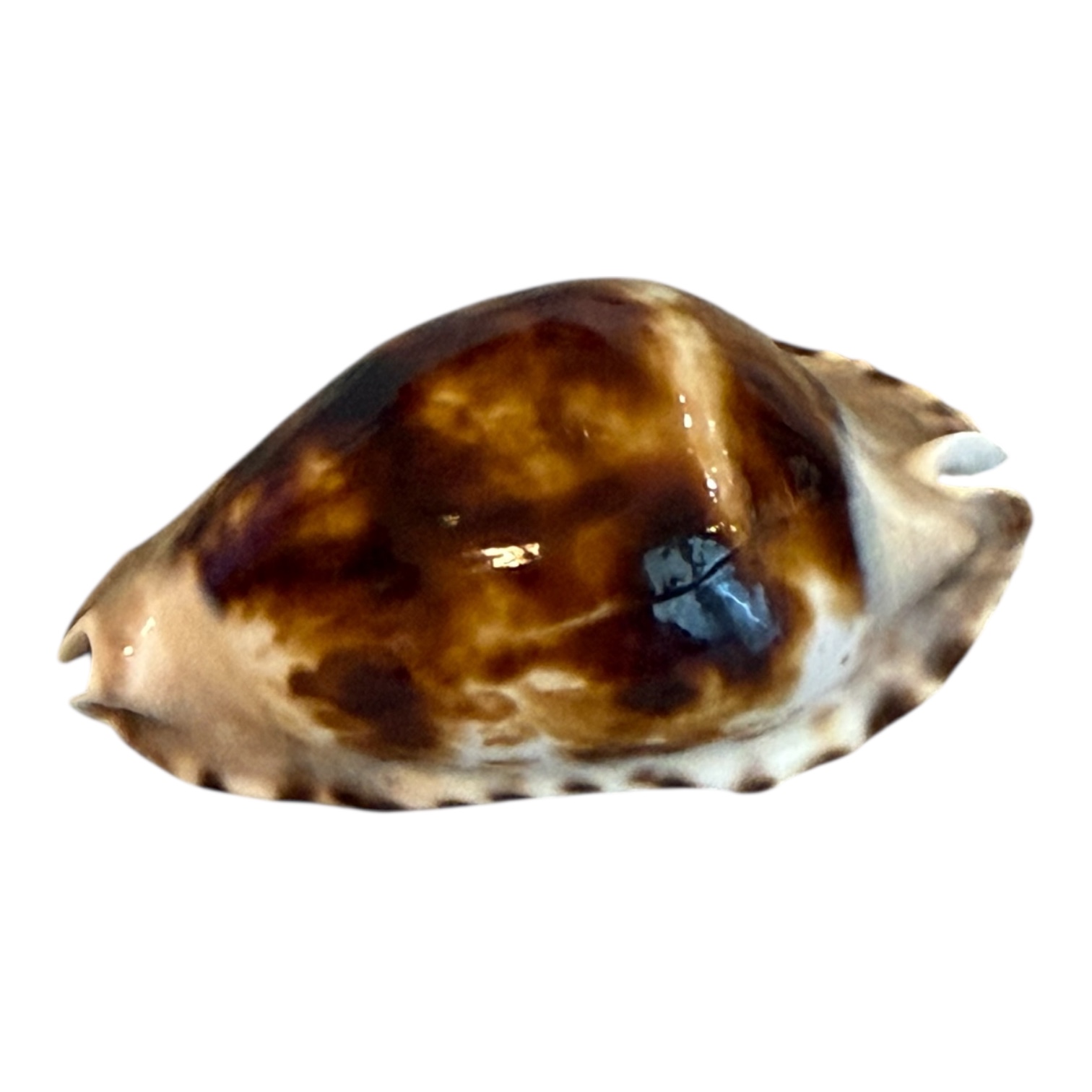 BC198 Zoila marginata f. consueta DARK - Image 3