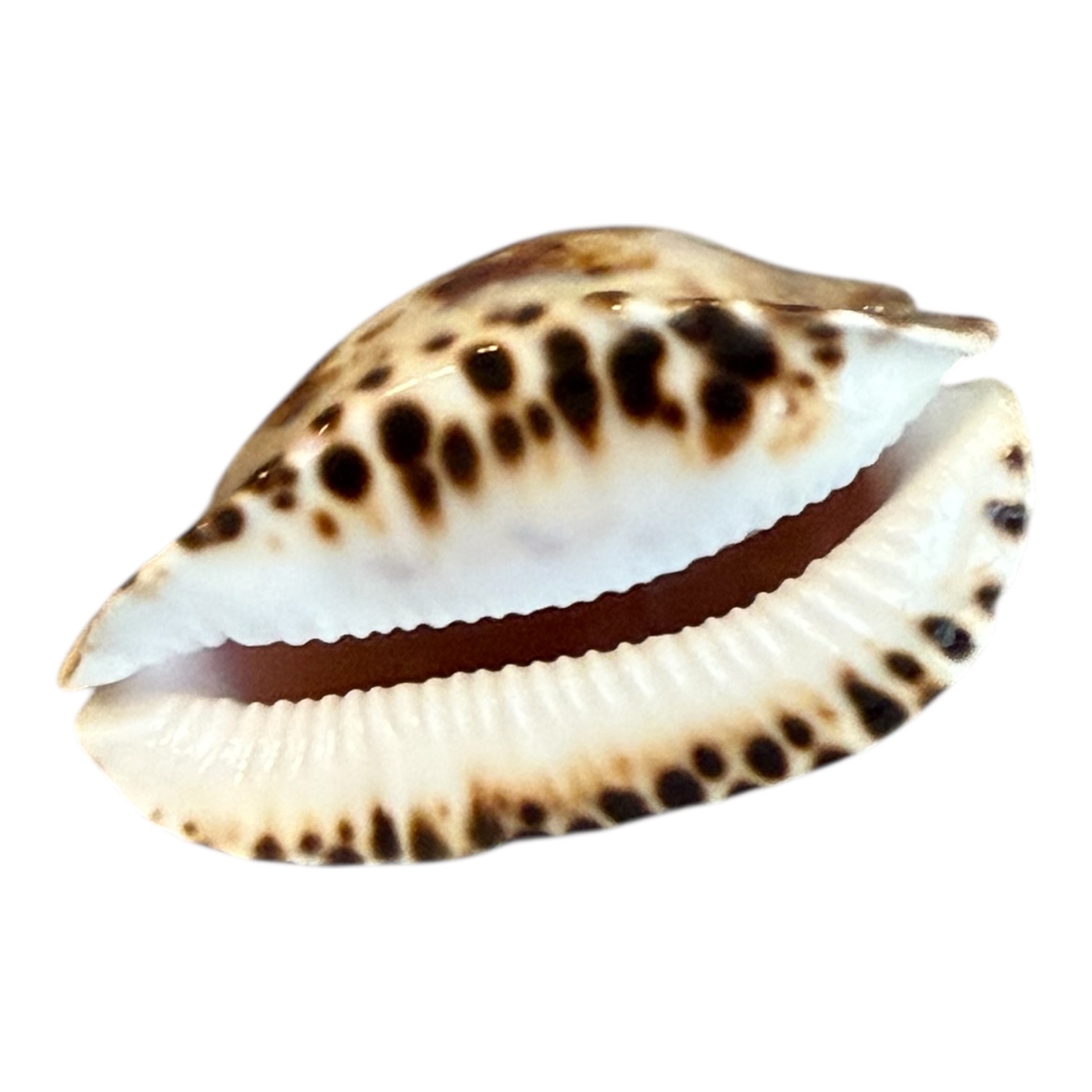 BC198 Zoila marginata f. consueta DARK - Image 4