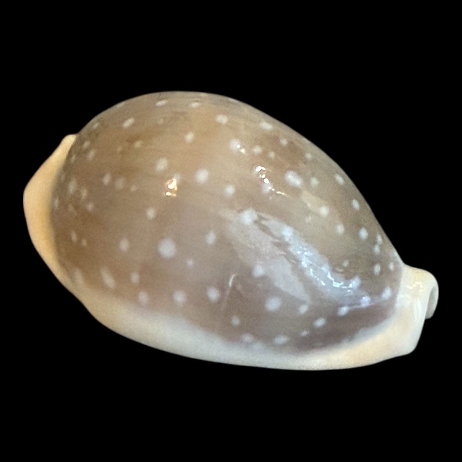 BC200 Lyncina camelopardalis HIGH QUALITY - Image 2