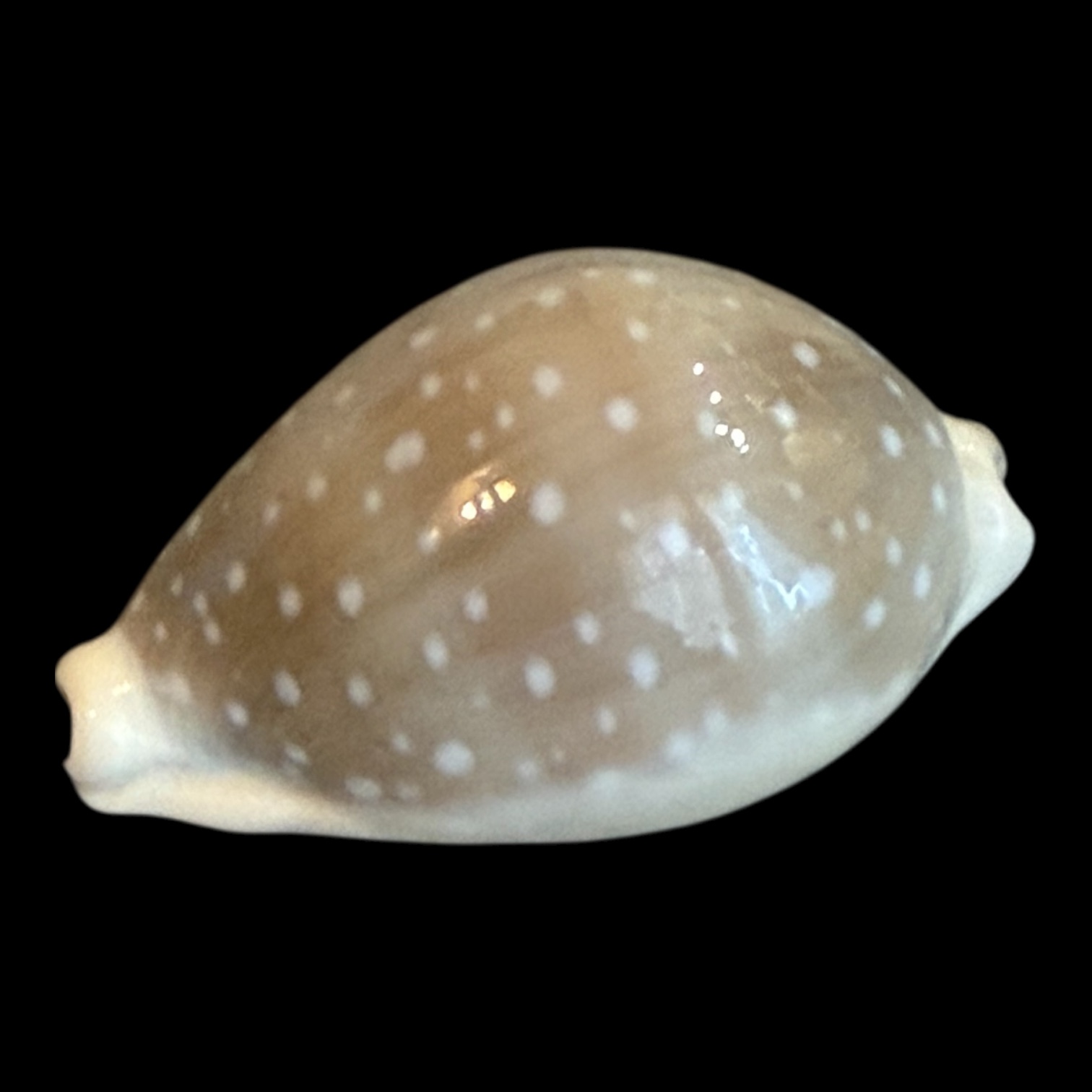 BC200 Lyncina camelopardalis HIGH QUALITY - Image 3