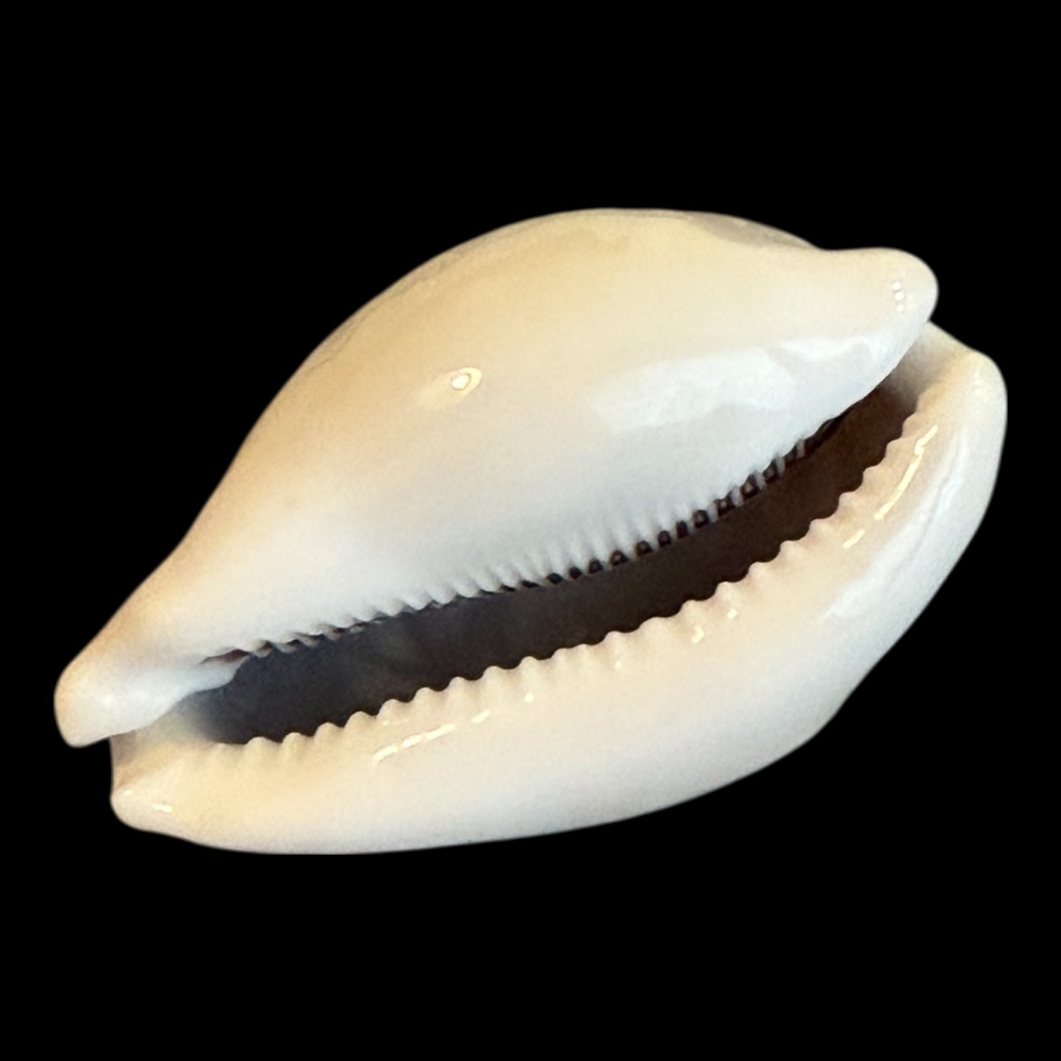 BC200 Lyncina camelopardalis HIGH QUALITY - Image 4