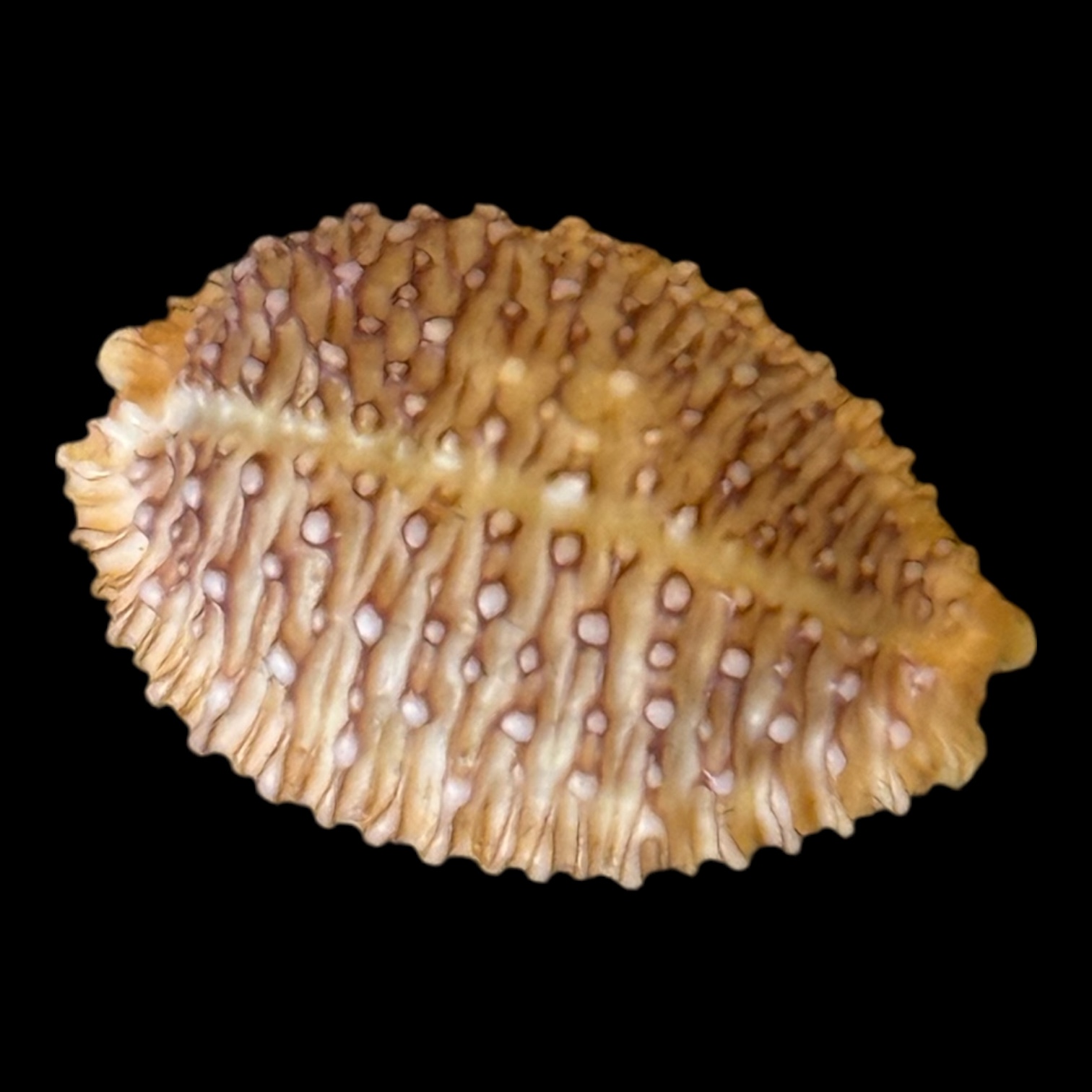 BC201 Nucleolaria cassiaui DARK VIOLET - Image 2