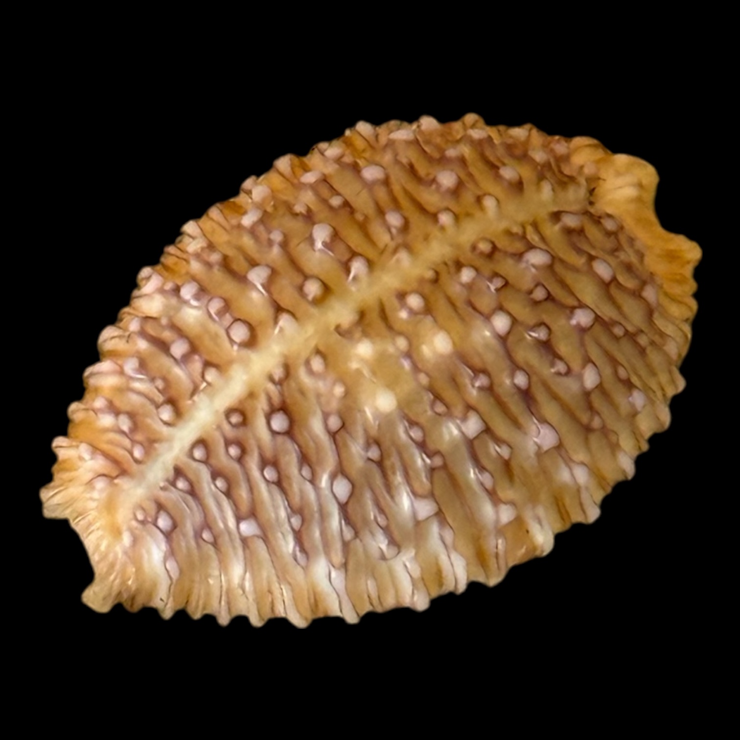 BC201 Nucleolaria cassiaui DARK VIOLET - Image 3