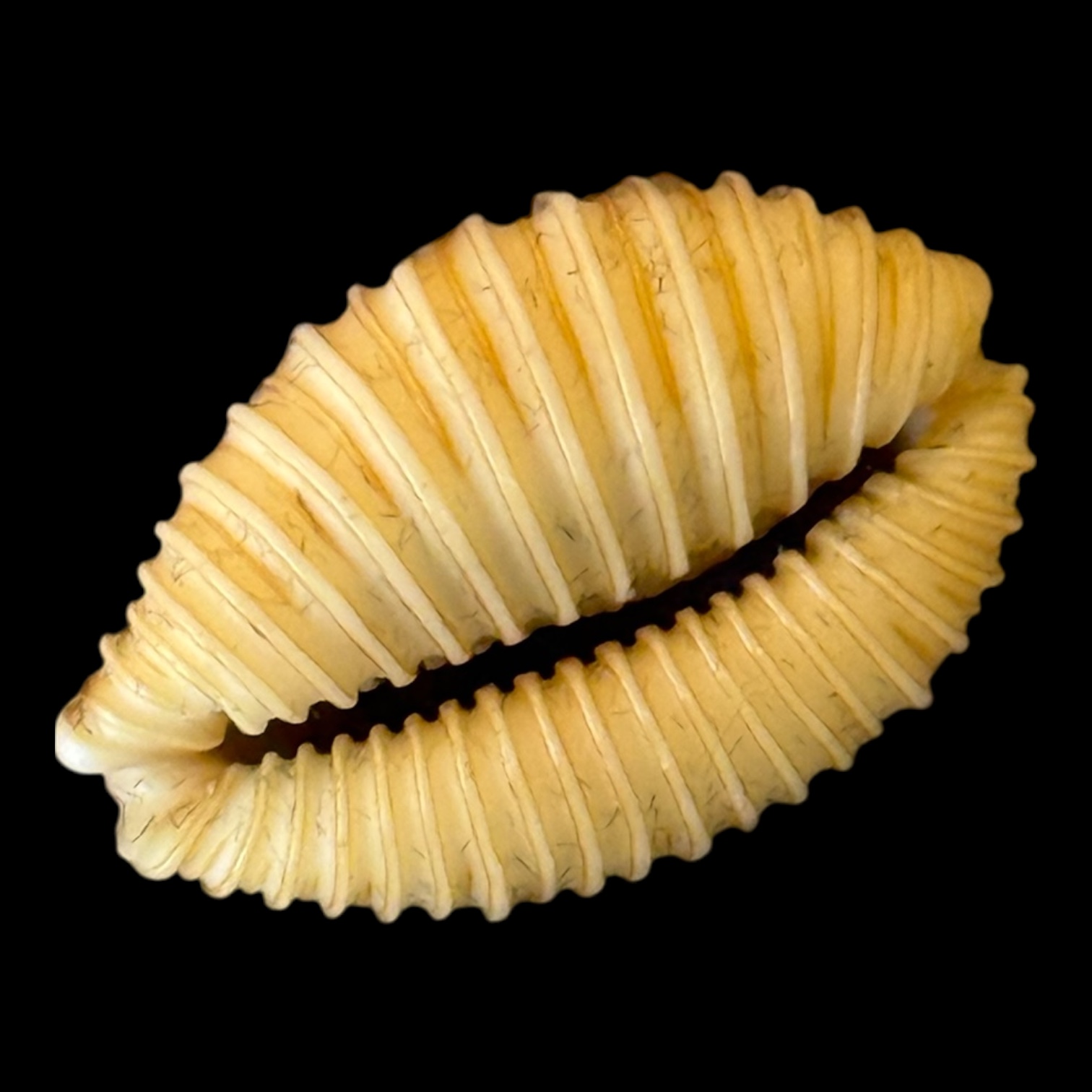 BC201 Nucleolaria cassiaui DARK VIOLET - Image 4