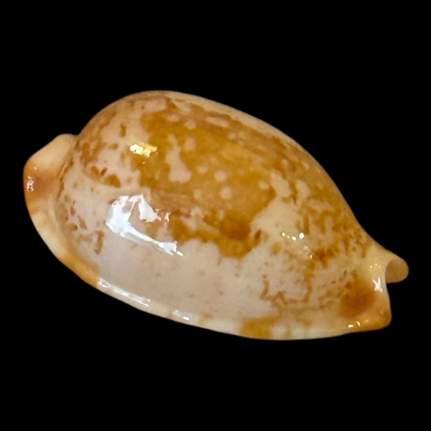 BC202 Bistolida stolida kwajaleinensis PINK - Image 2