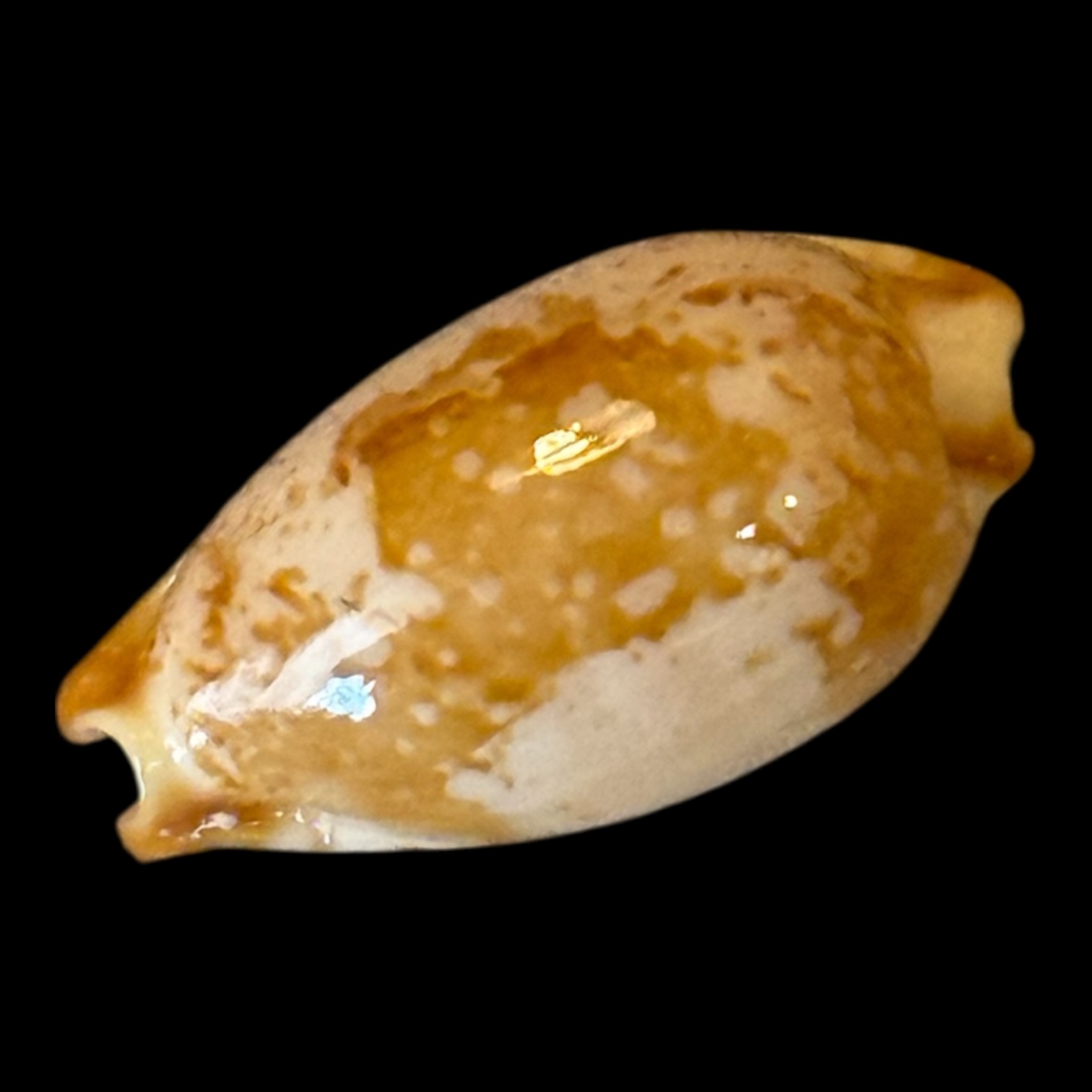 BC202 Bistolida stolida kwajaleinensis PINK - Image 3