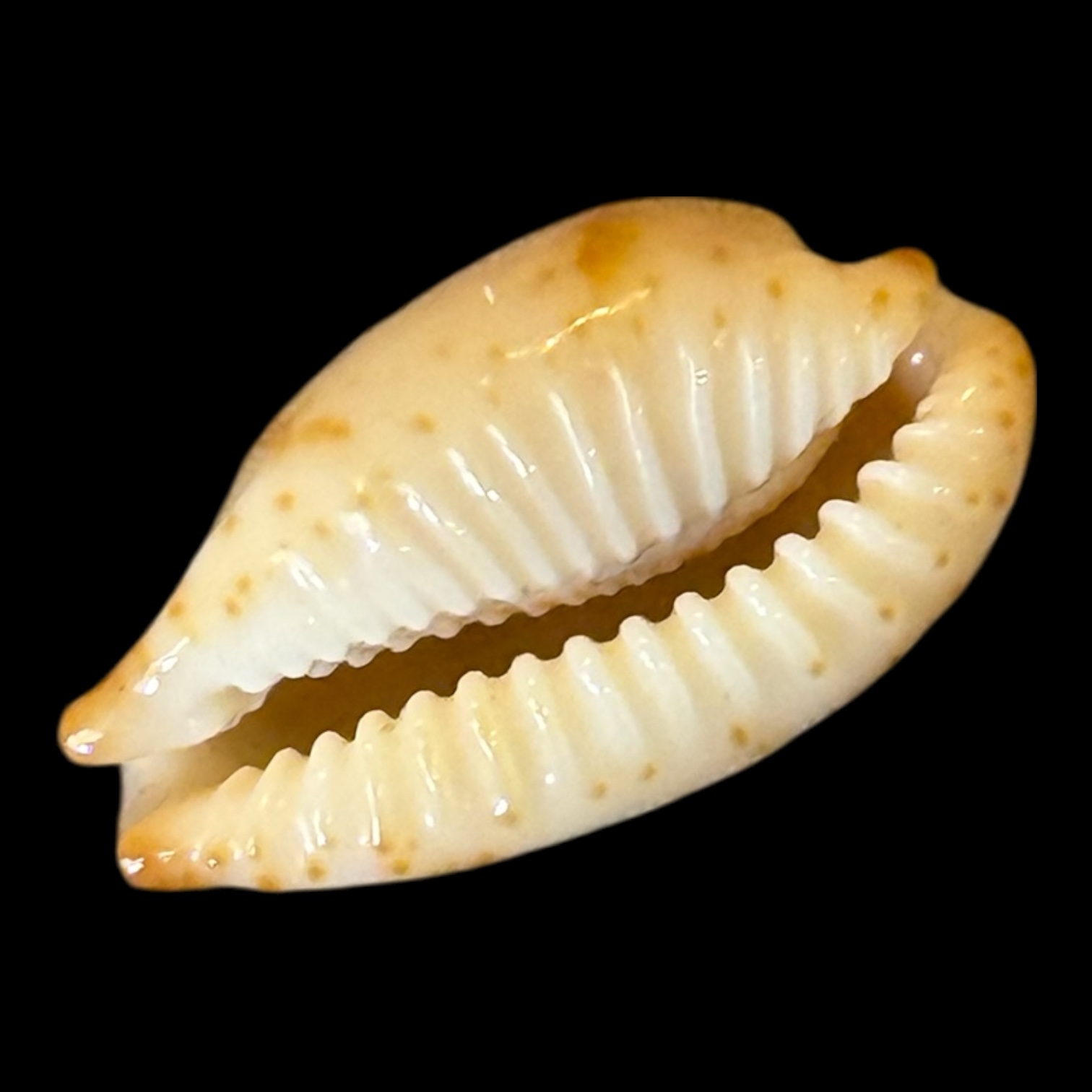 BC202 Bistolida stolida kwajaleinensis PINK - Image 4