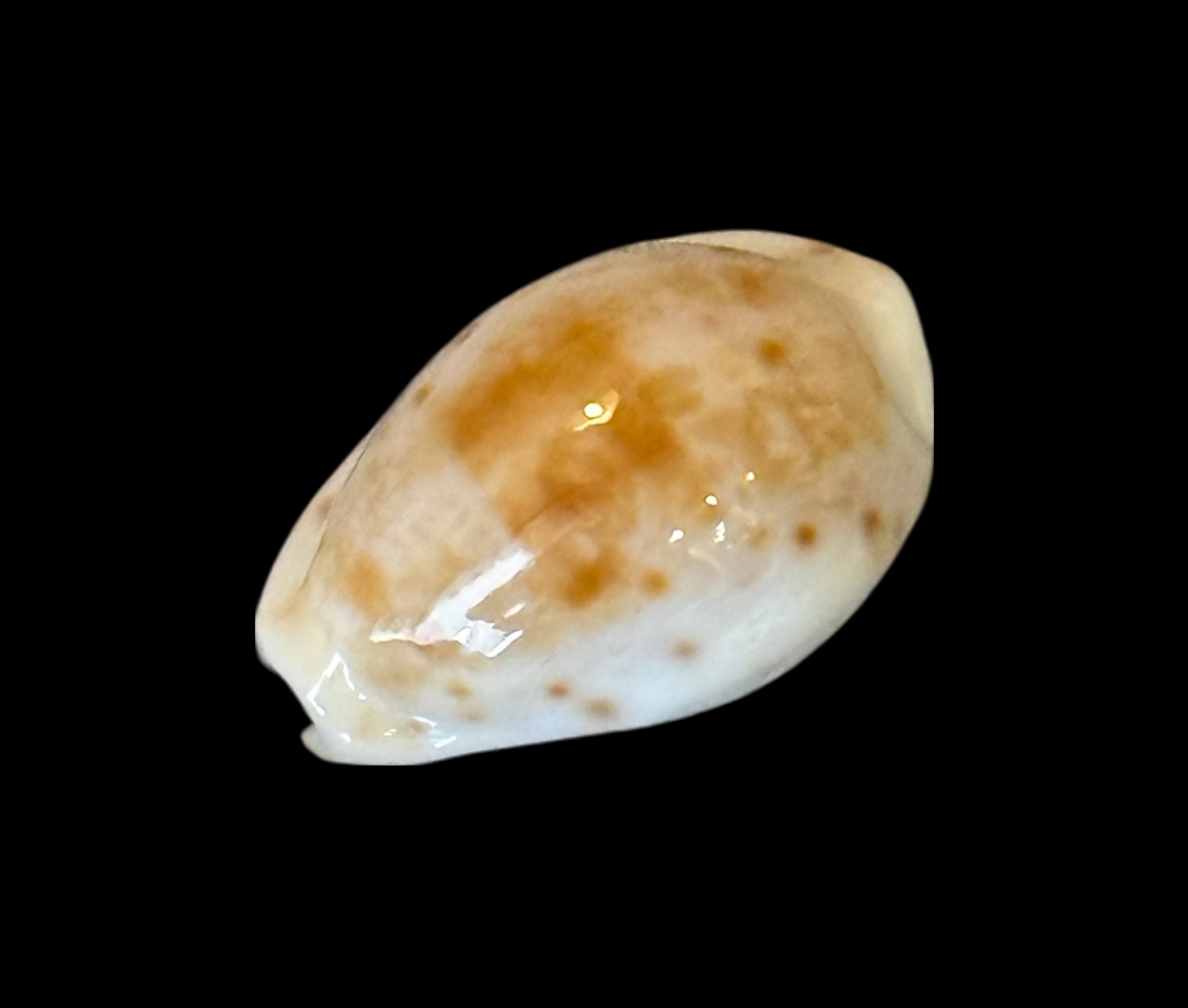 BC203 Talostolida rashleighana - RARELY OFFERED - Image 3