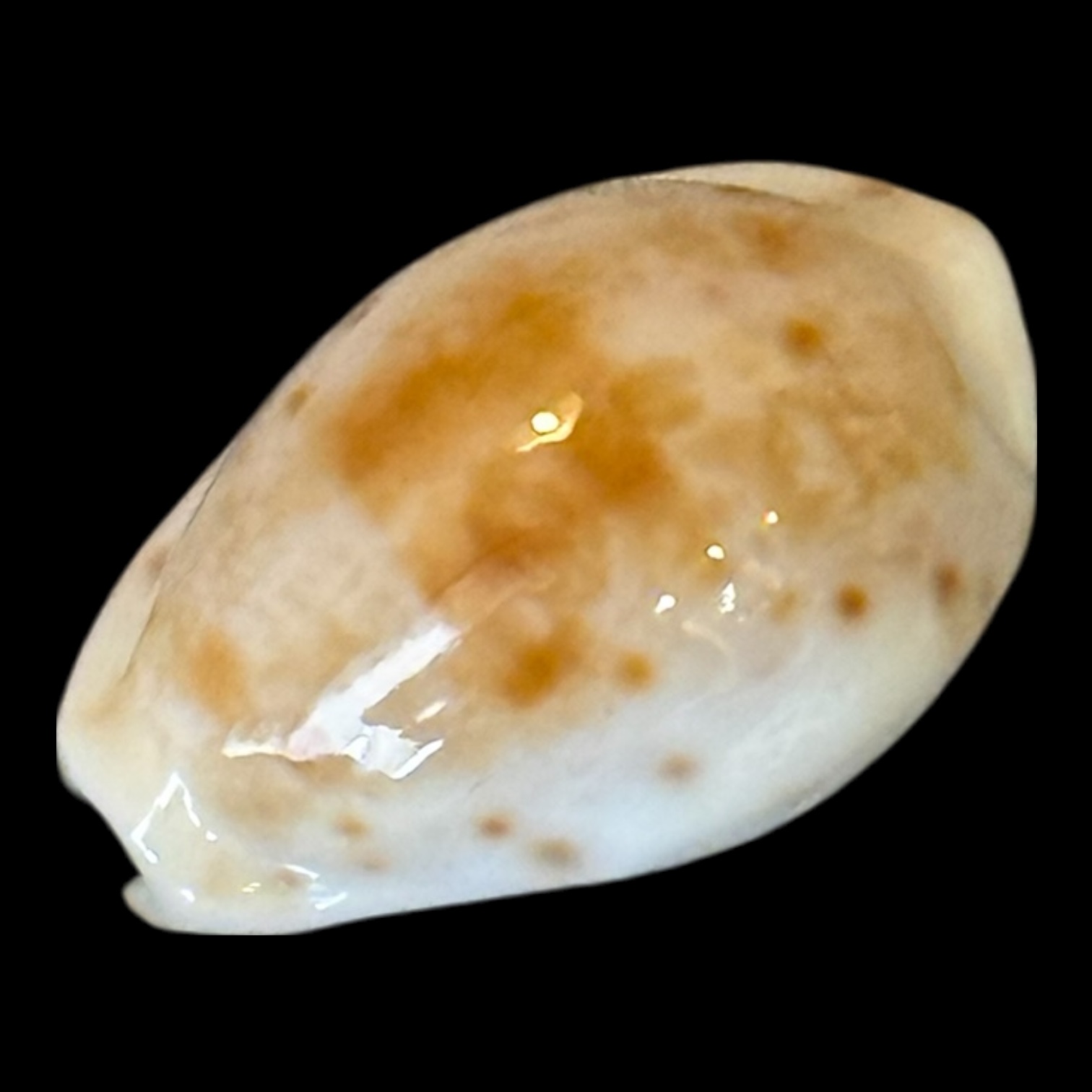 BC203 Talostolida rashleighana RARE - Image 2