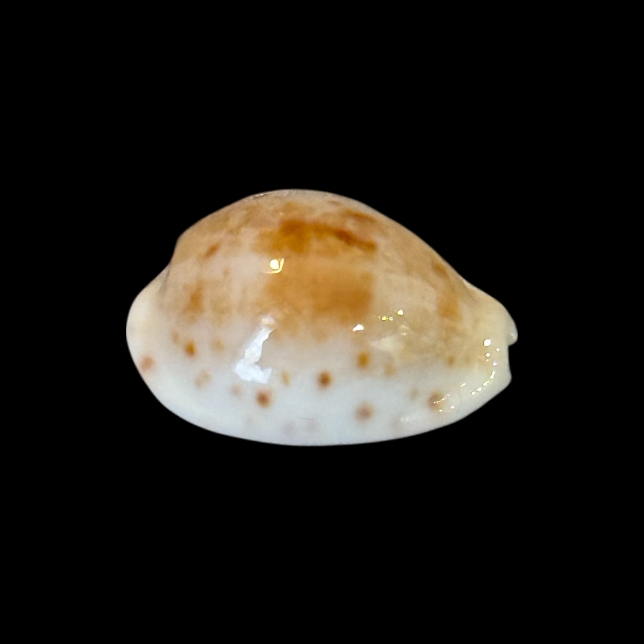 BC203 Talostolida rashleighana - RARELY OFFERED