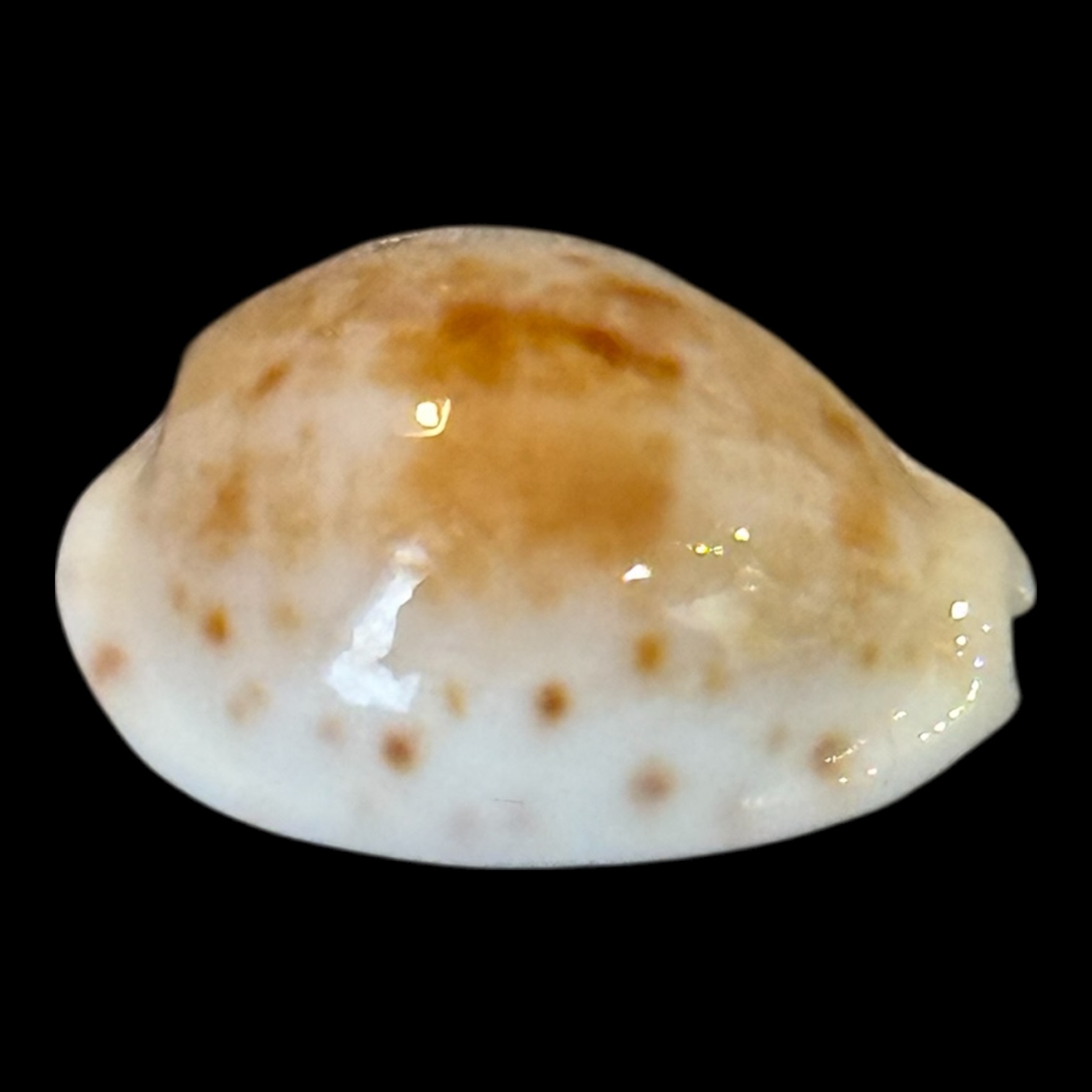 BC203 Talostolida rashleighana RARE - Image 3