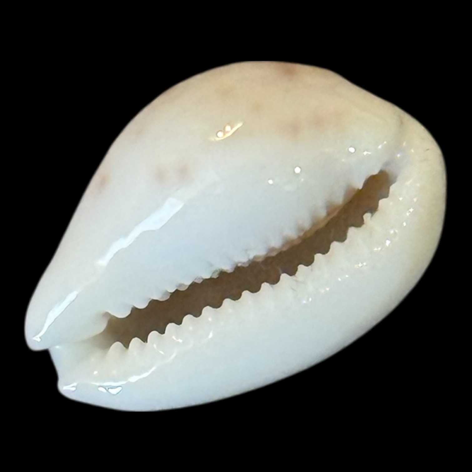 BC203 Talostolida rashleighana RARE - Image 4