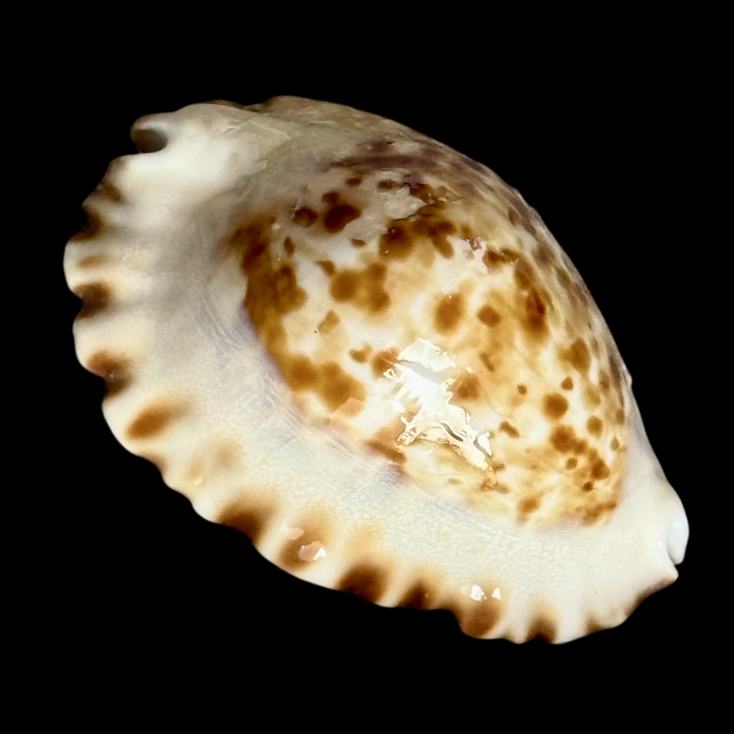 BC205 Zoila ketyana superba BARGAIN - Image 2