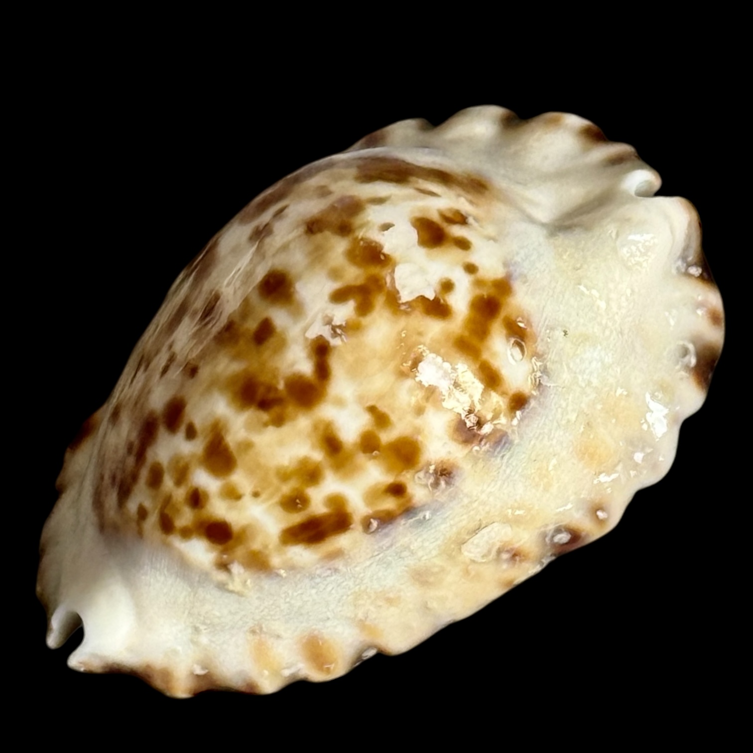 BC205 Zoila ketyana superba BARGAIN - Image 3