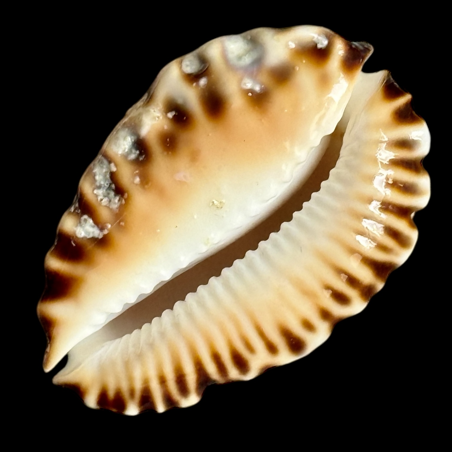 BC205 Zoila ketyana superba BARGAIN - Image 4