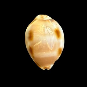 BC105 Luria tessellata BIG!