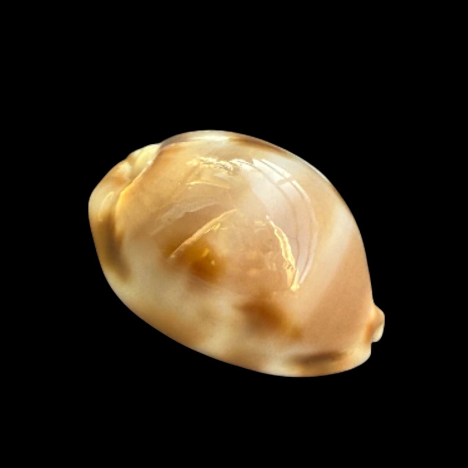 BC105 Luria tessellata BIG! - Image 3