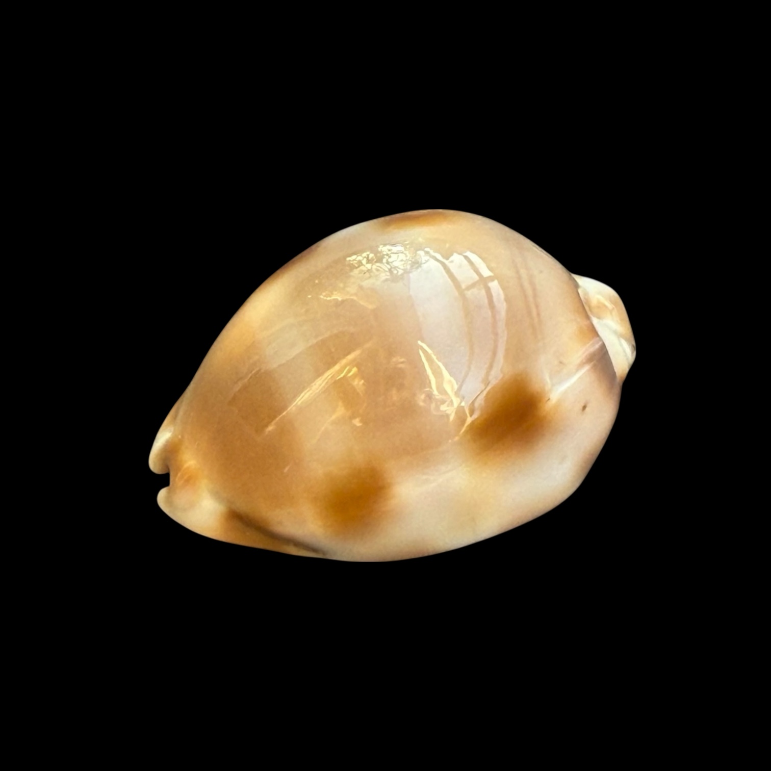 BC105 Luria tessellata BIG! - Image 2