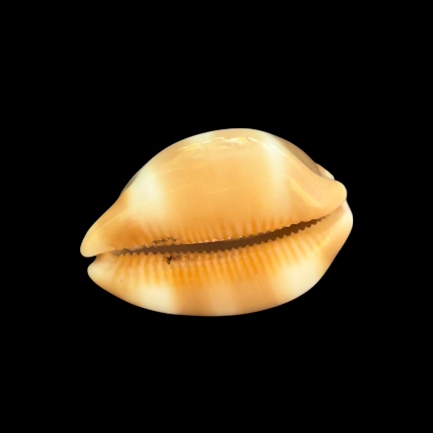 BC105 Luria tessellata BIG! - Image 4