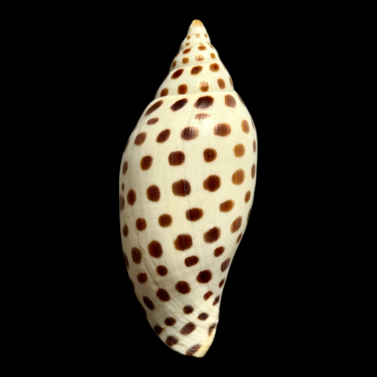 BC257 Scaphella junonia butleri - Image 2