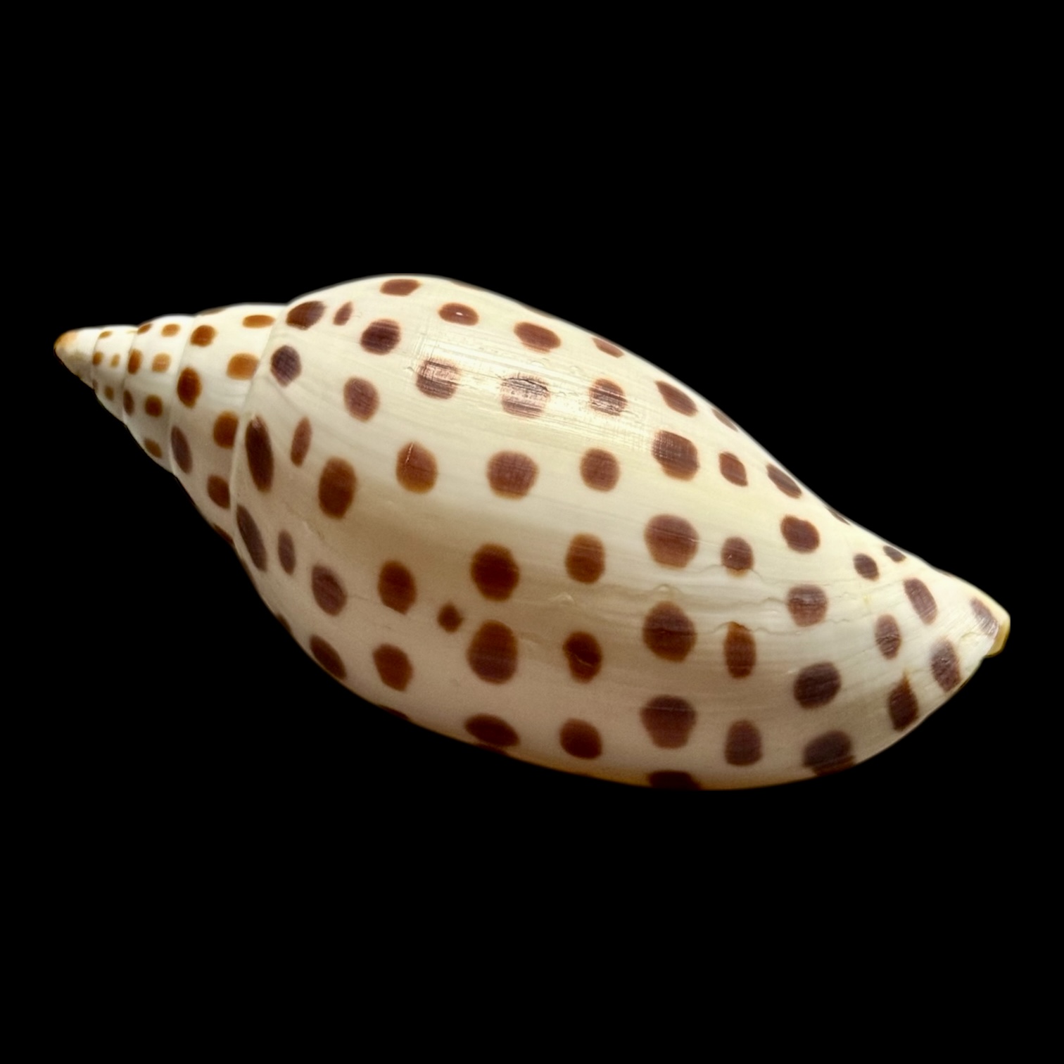 BC257 Scaphella junonia butleri