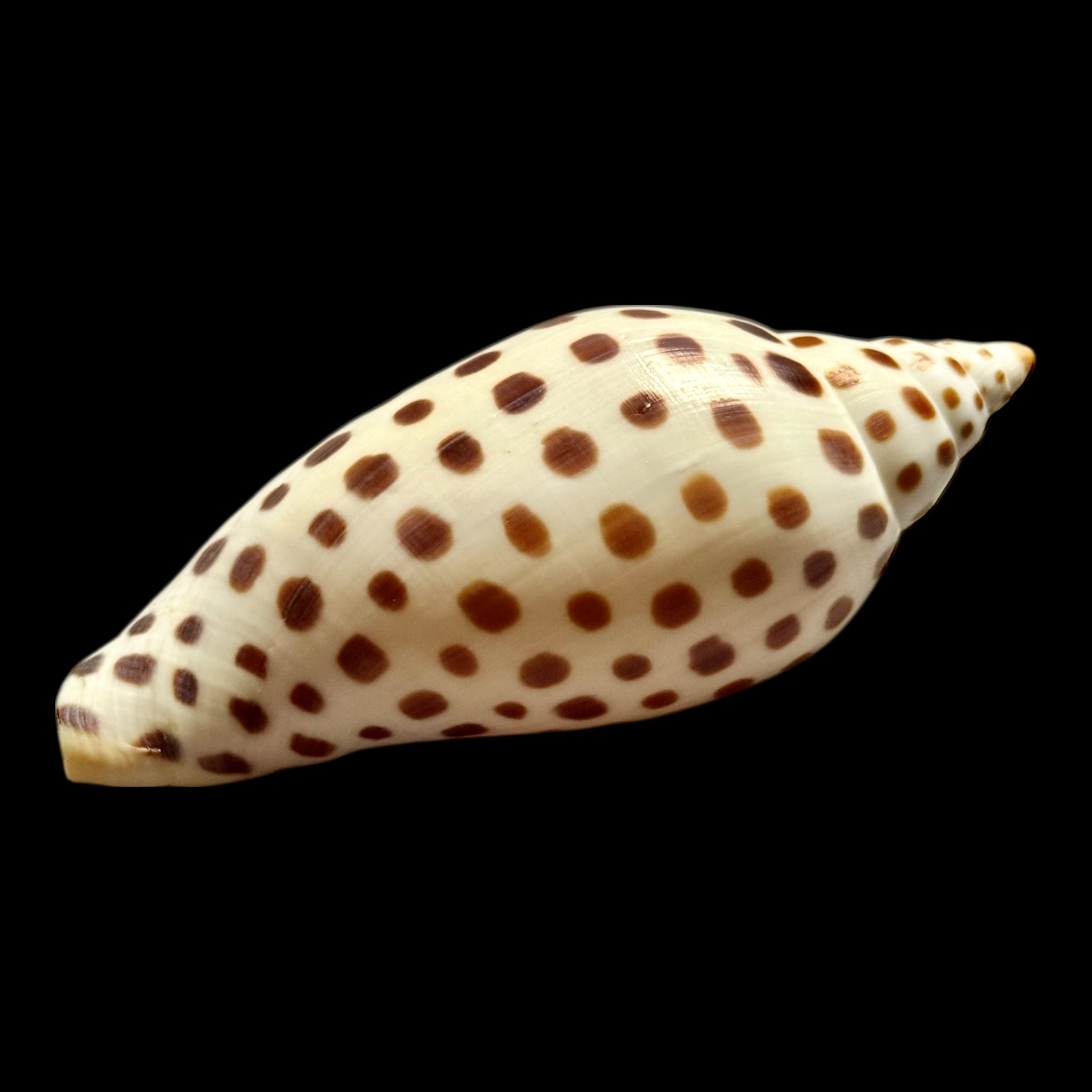 BC257 Scaphella junonia butleri - Image 3