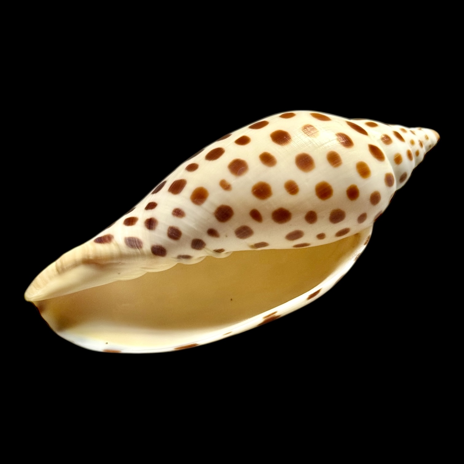 BC257 Scaphella junonia butleri - Image 4