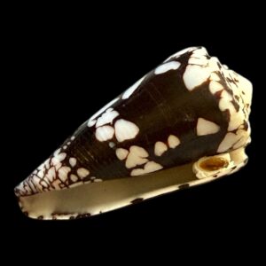 BC245 Conus nocturnus