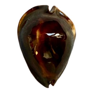 BC246 Zoila rosselli satiata BIG & NICE