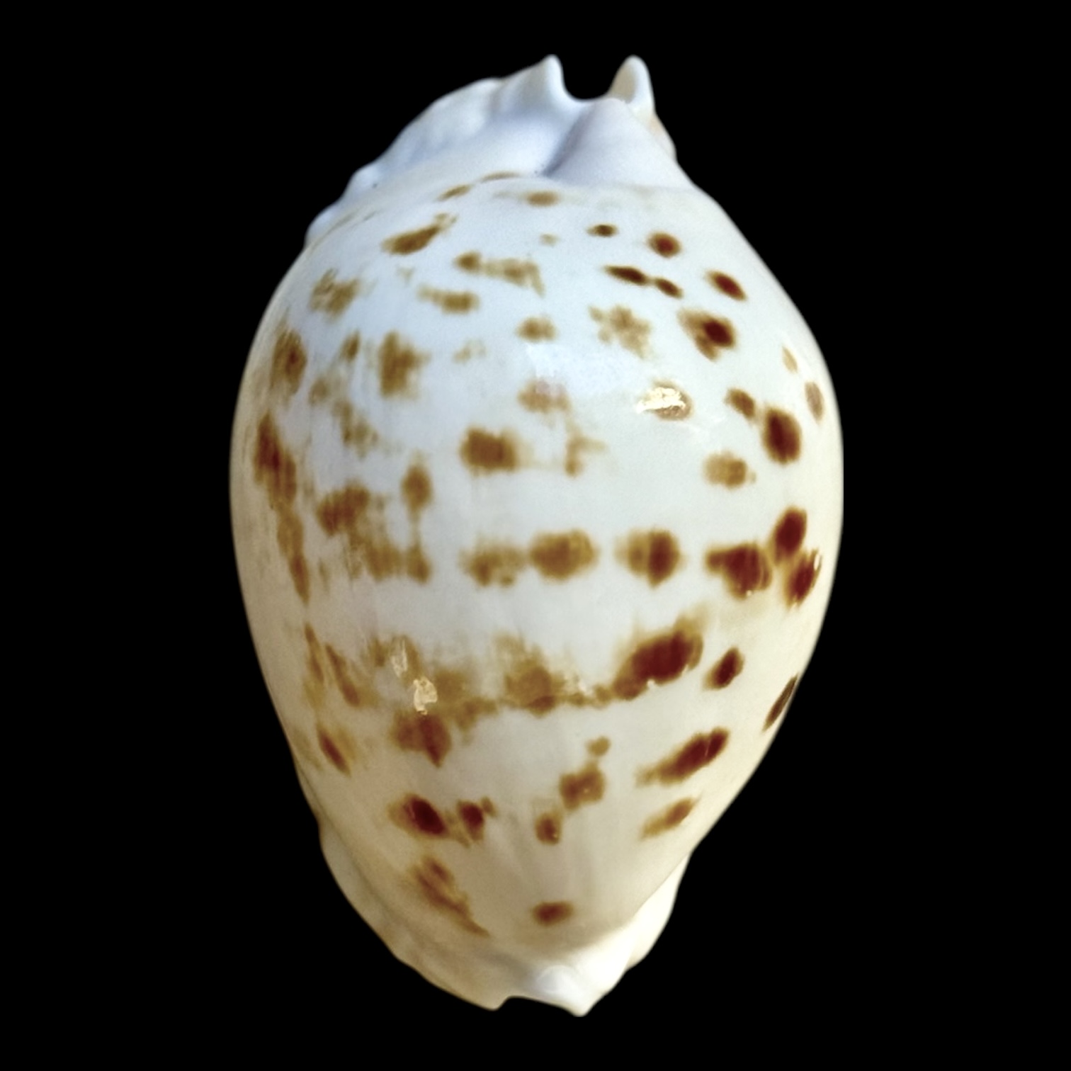 BC247 Zoila orientalis NICE