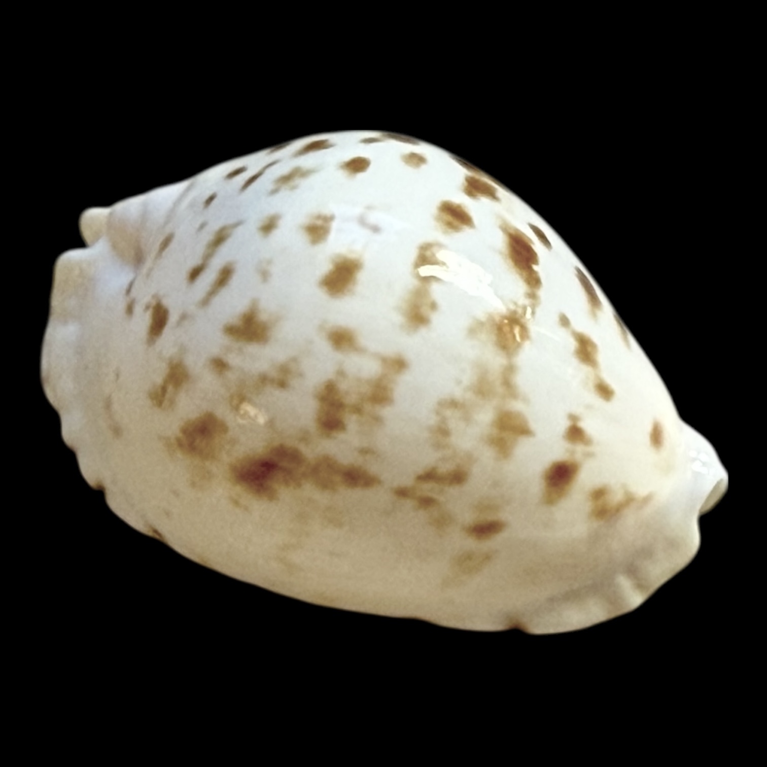 BC247 Zoila orientalis NICE - Image 2