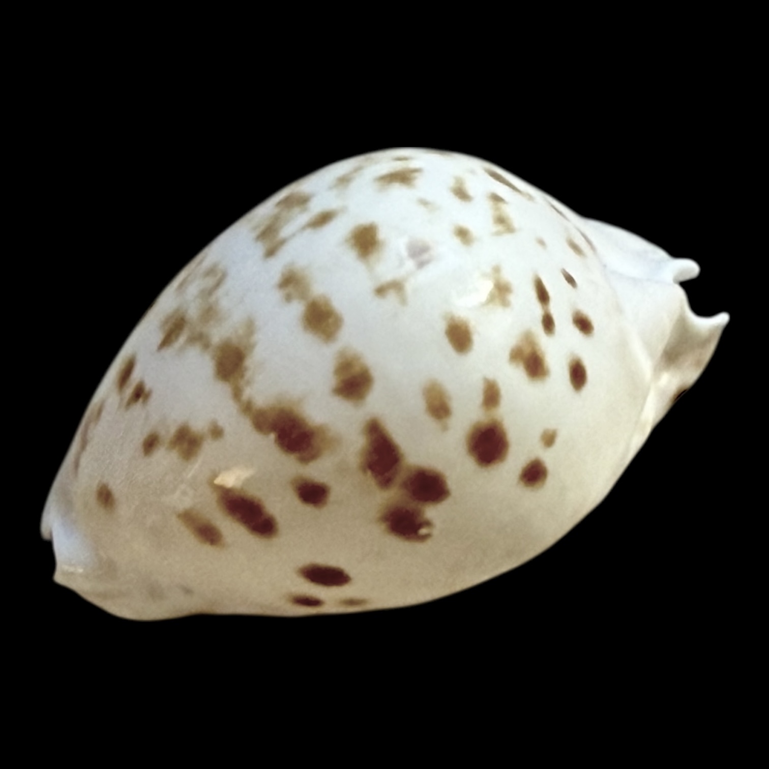 BC247 Zoila orientalis NICE - Image 3