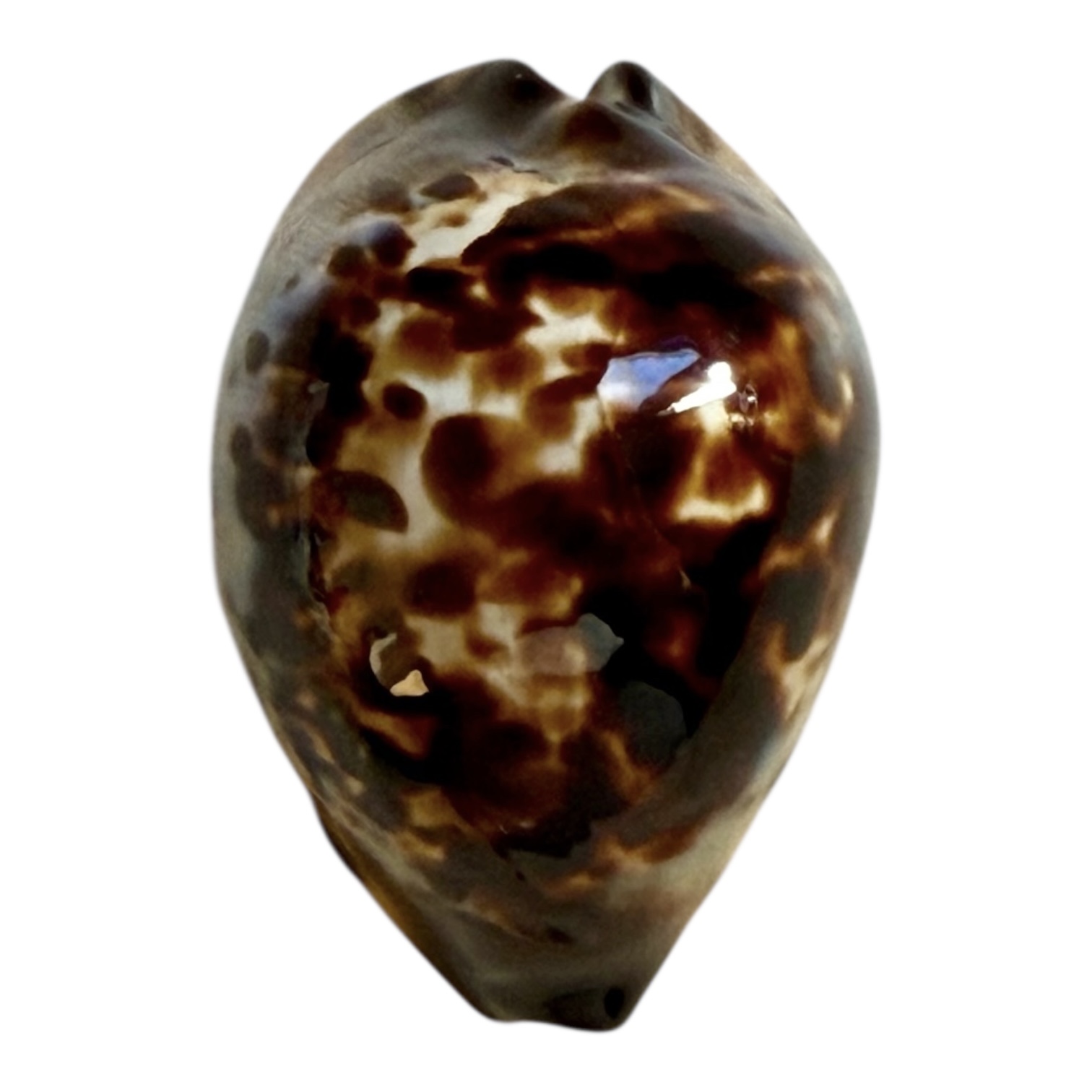 BC248 Zoila eludens delicatura TOP DARK - Image 2